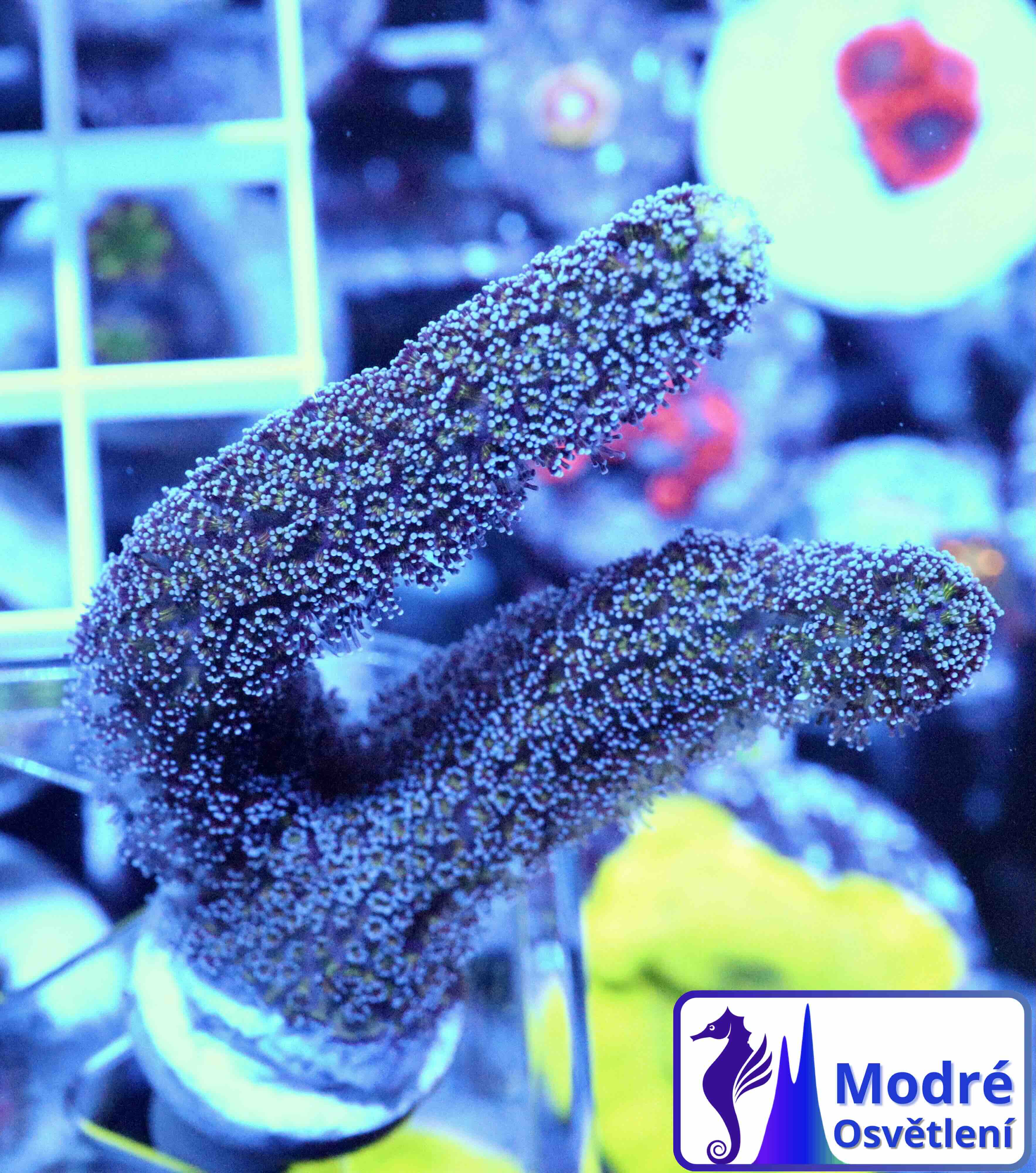 Stylophora Milka (M)