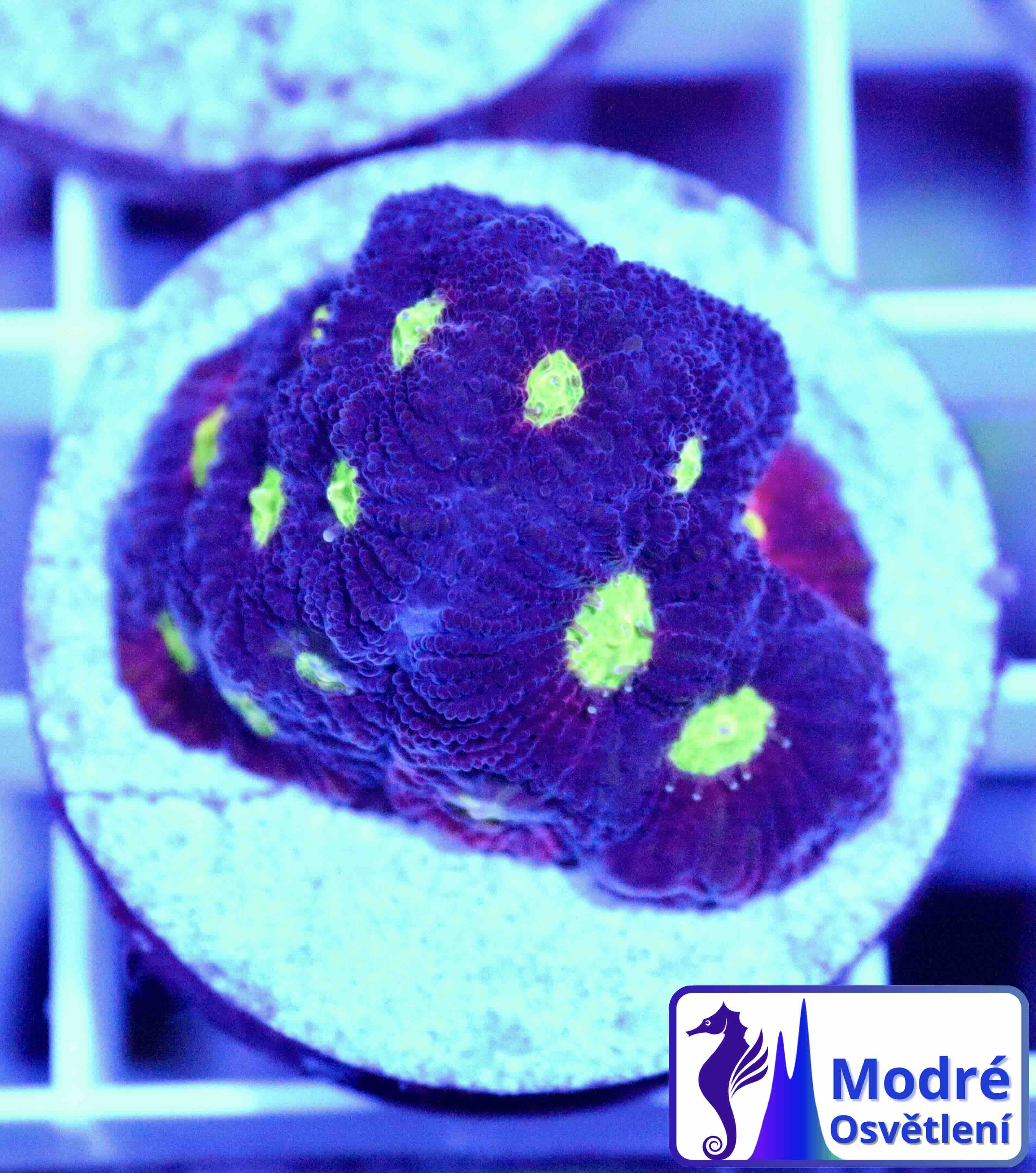 Favites JF Toro Bravo (S/M), WYSIWYG40.9