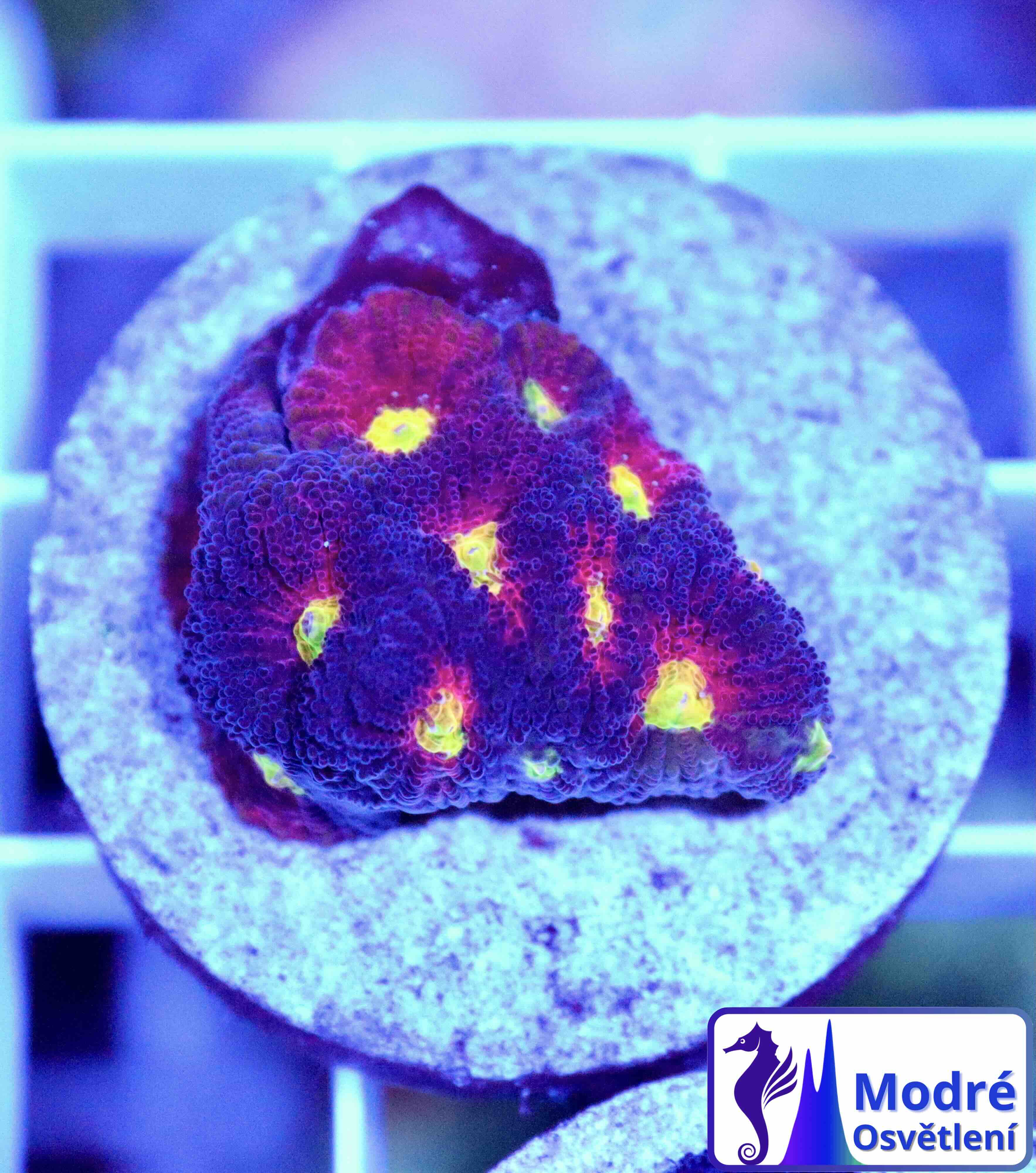 Favites JF Toro Bravo (S/M)