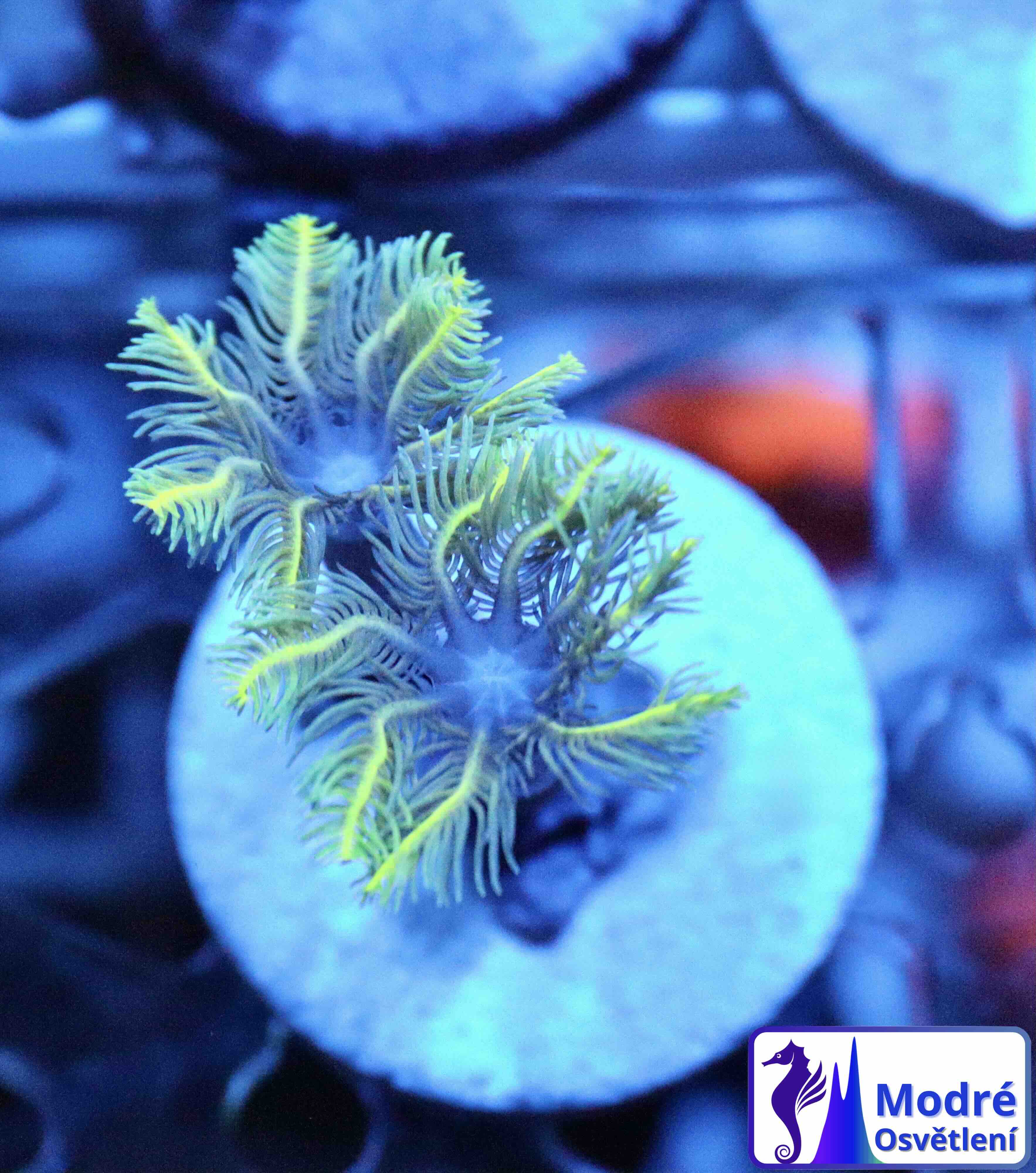 Clavularia Neon Green (S)