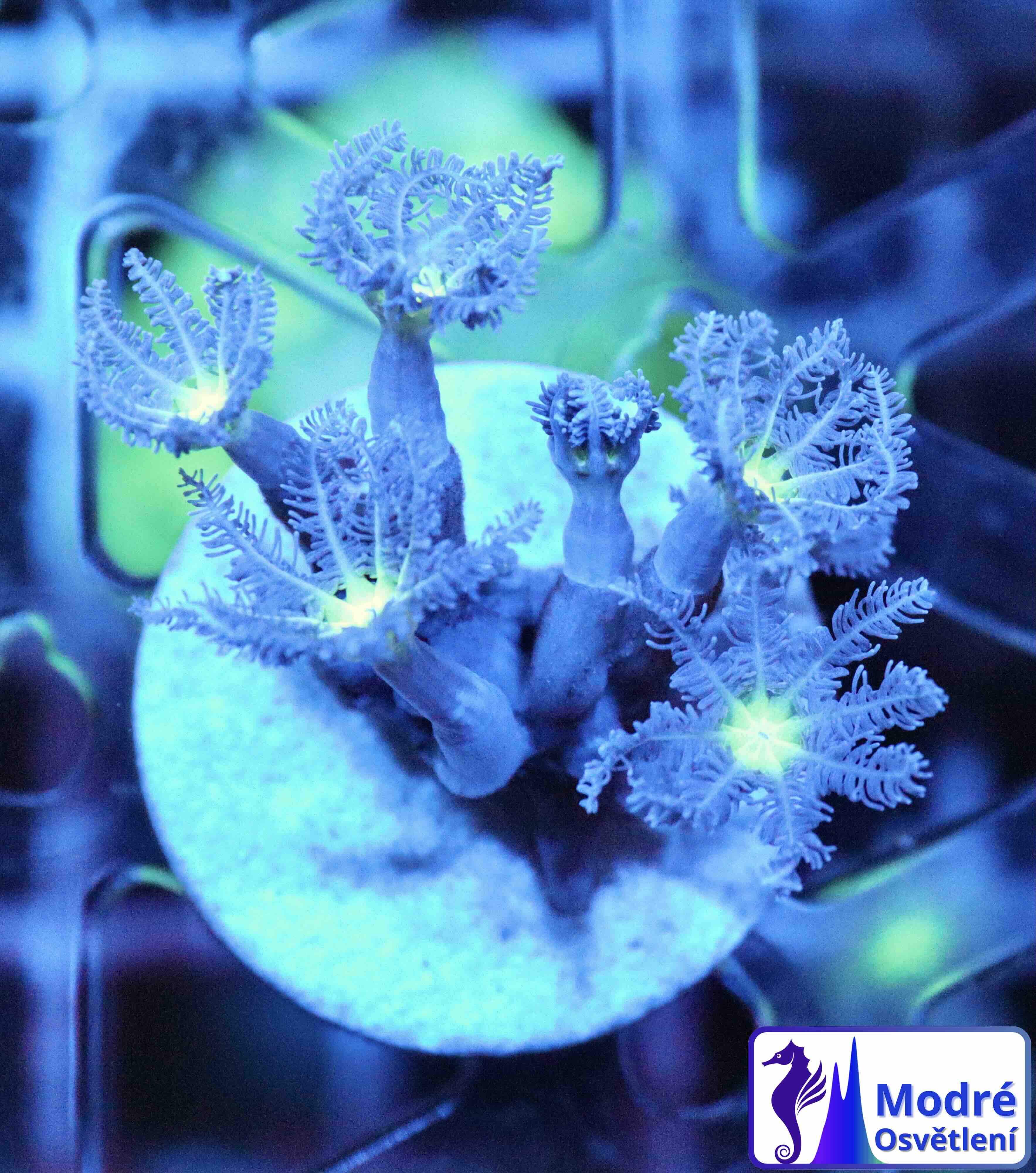 Clavularia Green (S/M)