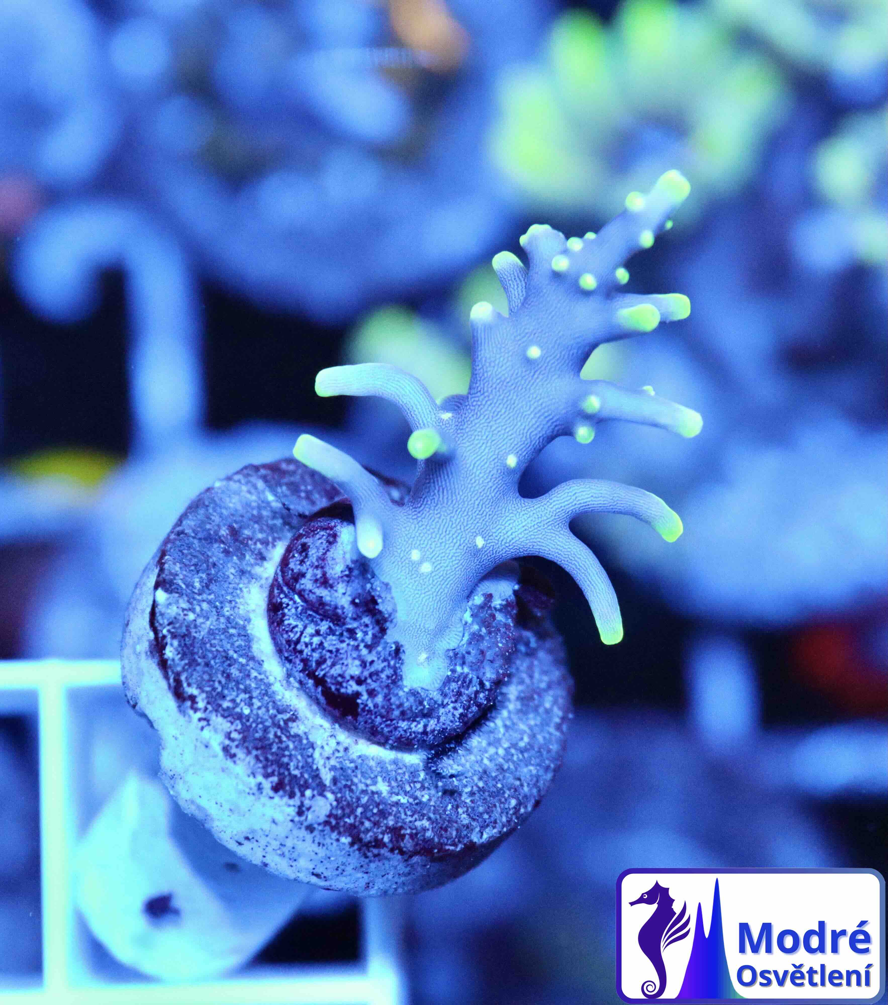 Acropora carduus MR.Pacman (XS), WYSIWYG21.1