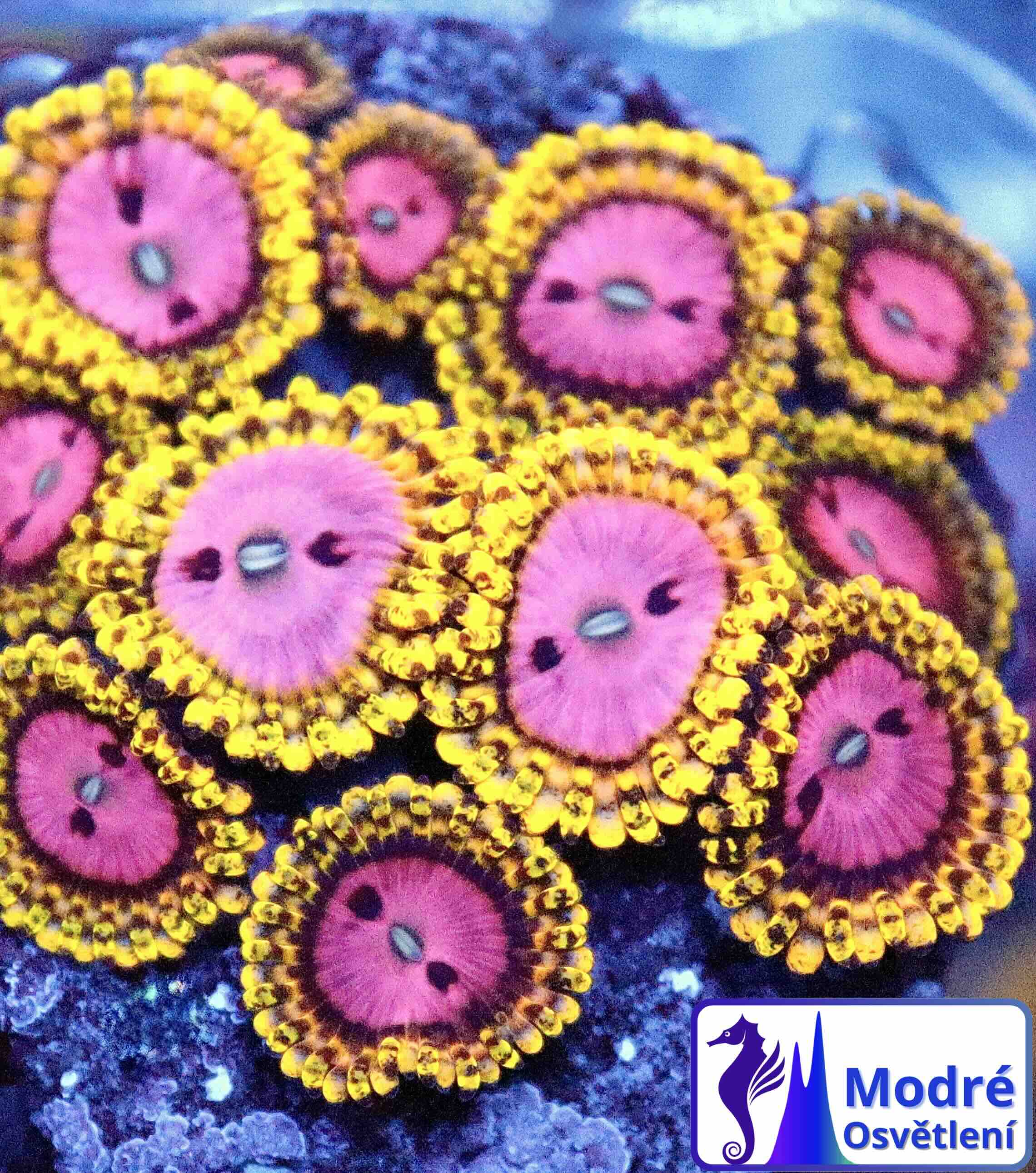 Zoanthus Pink Diamond