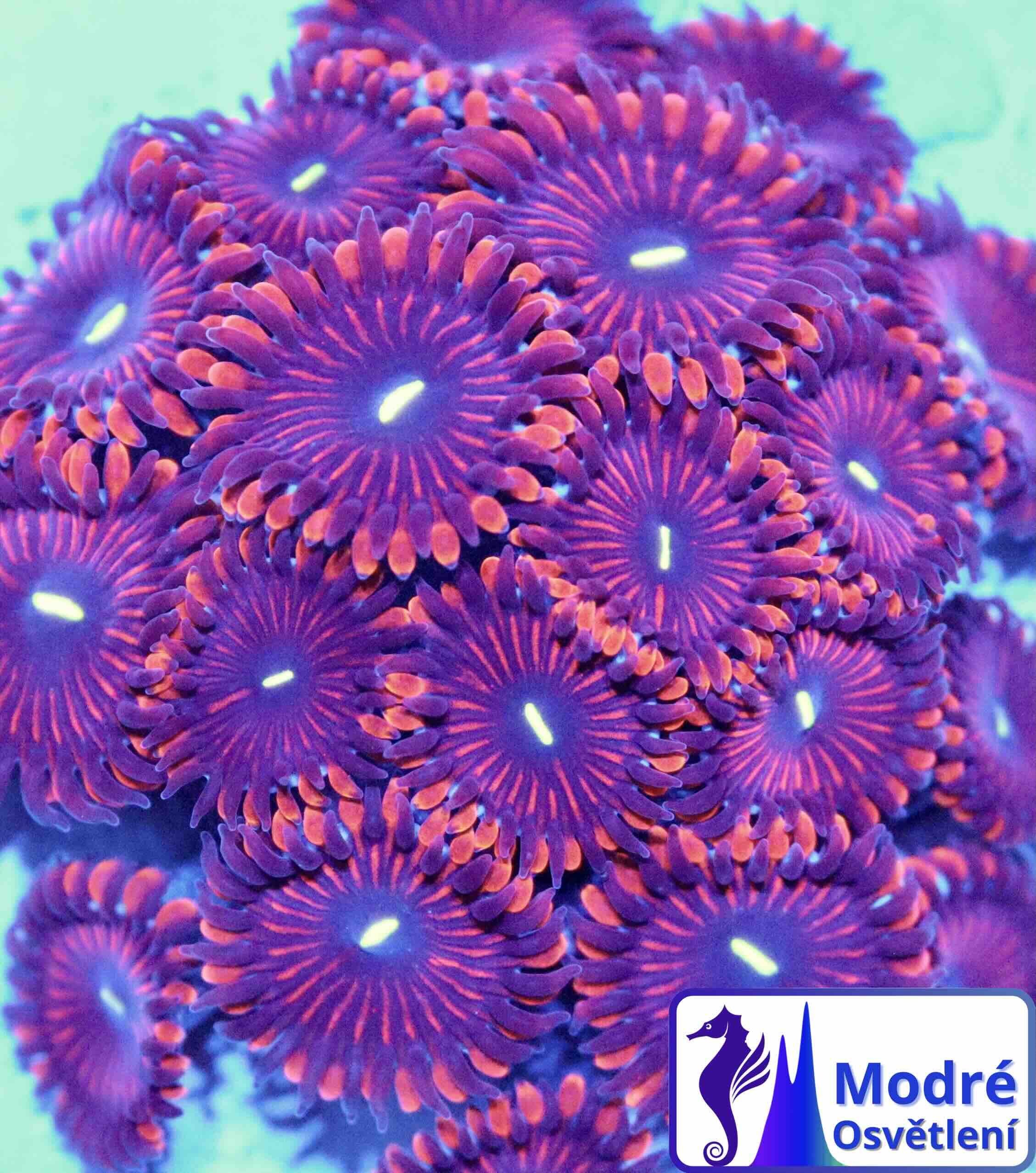 Zoanthus Red People eater