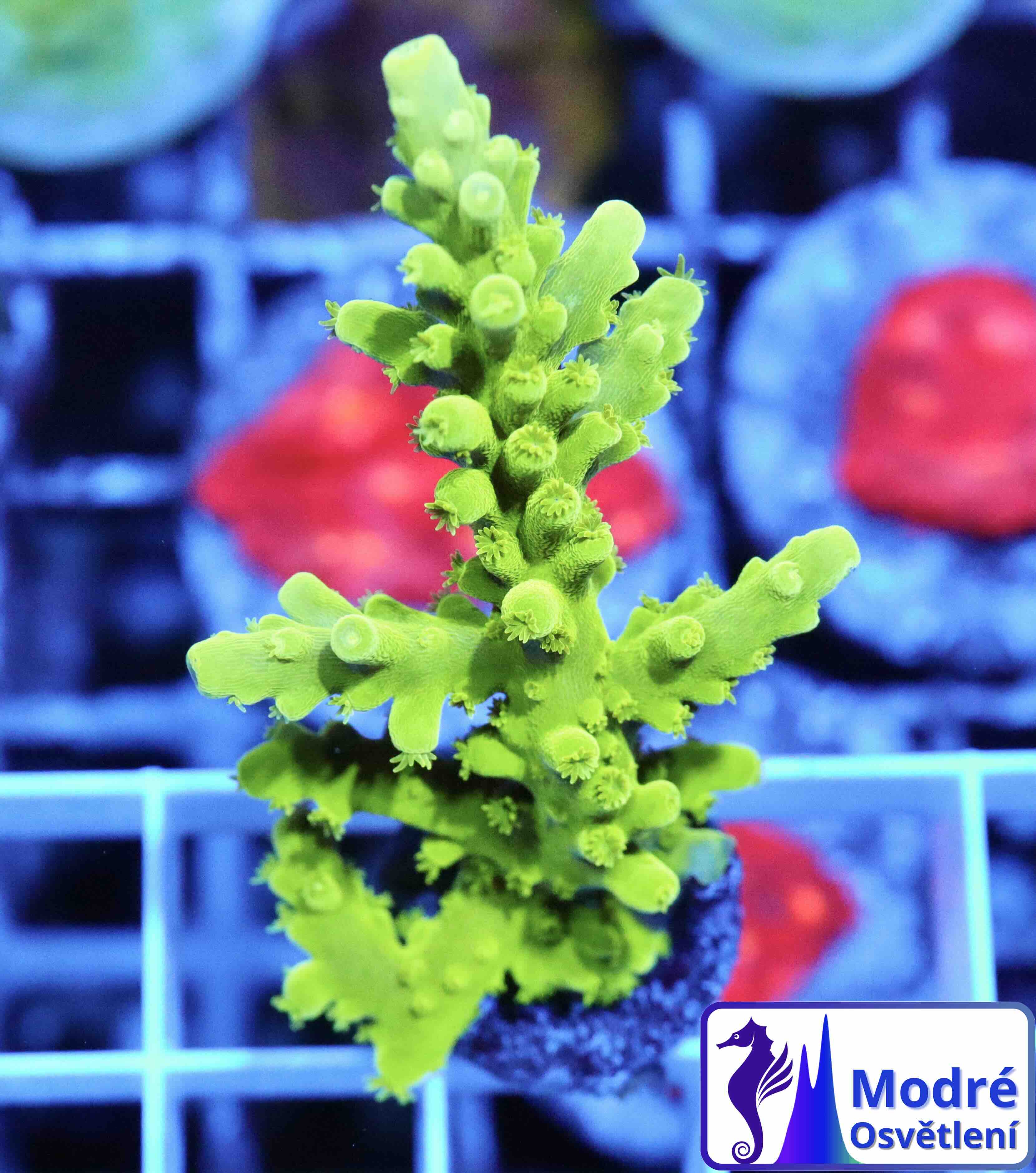 Acropora Frogskin (M)