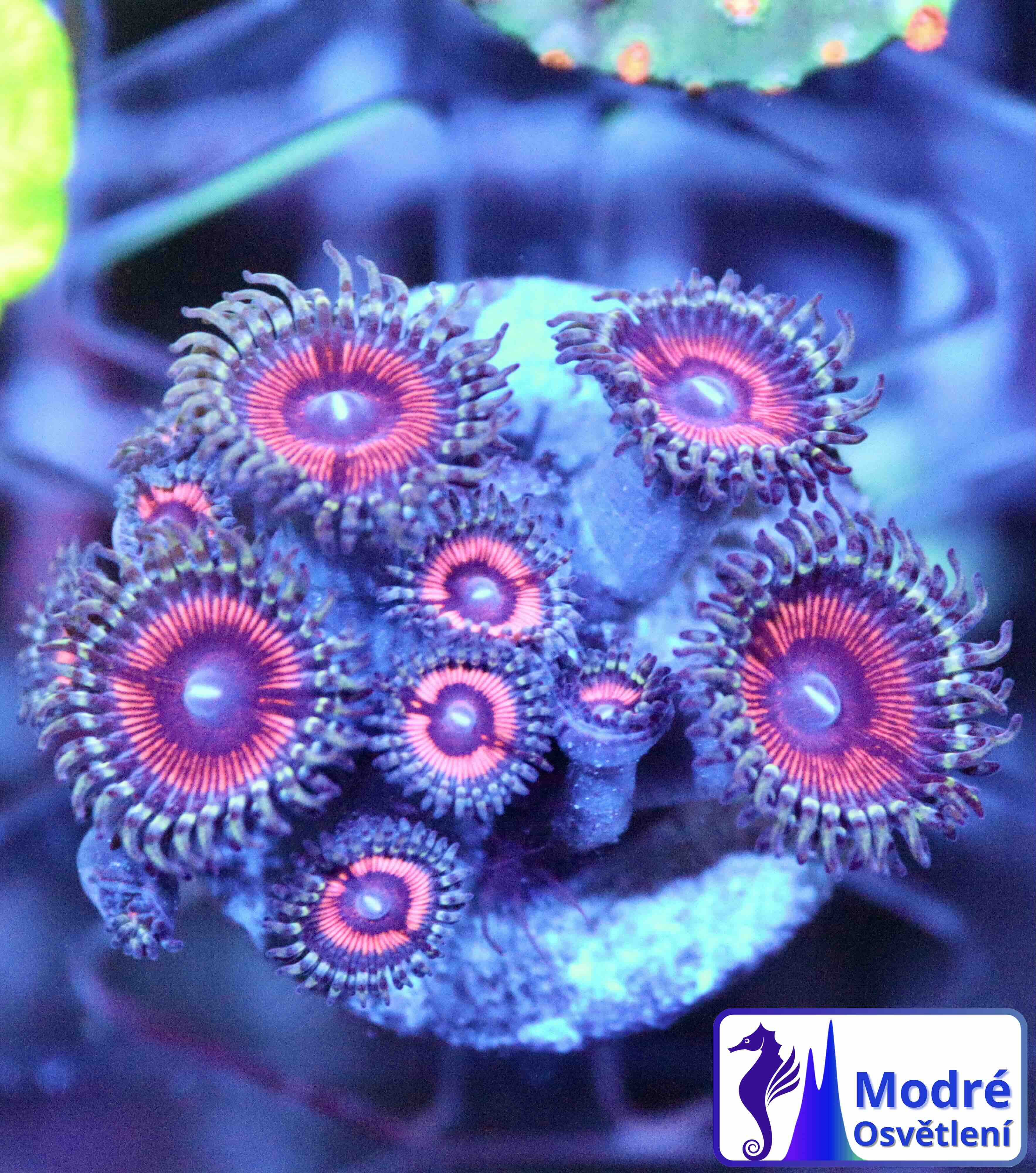 Zoanthus Cotton Candy, WYSIWYG117.8