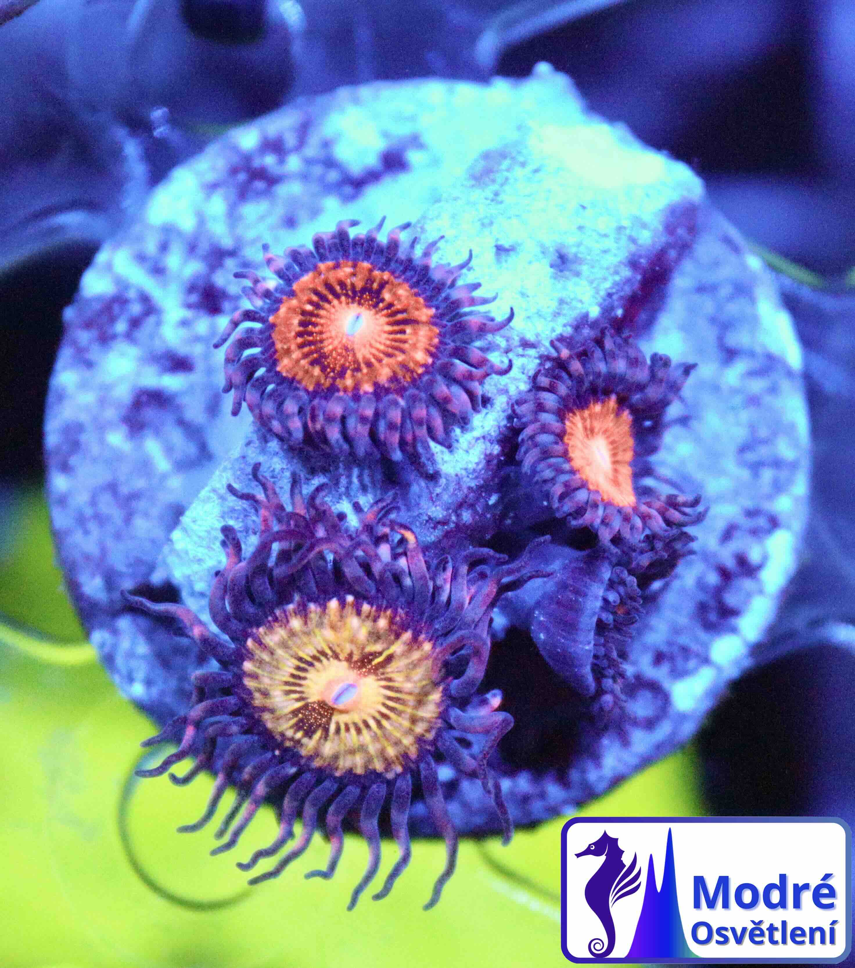 Zoanthus Pink and Gold (M), WYSIWYG117.9