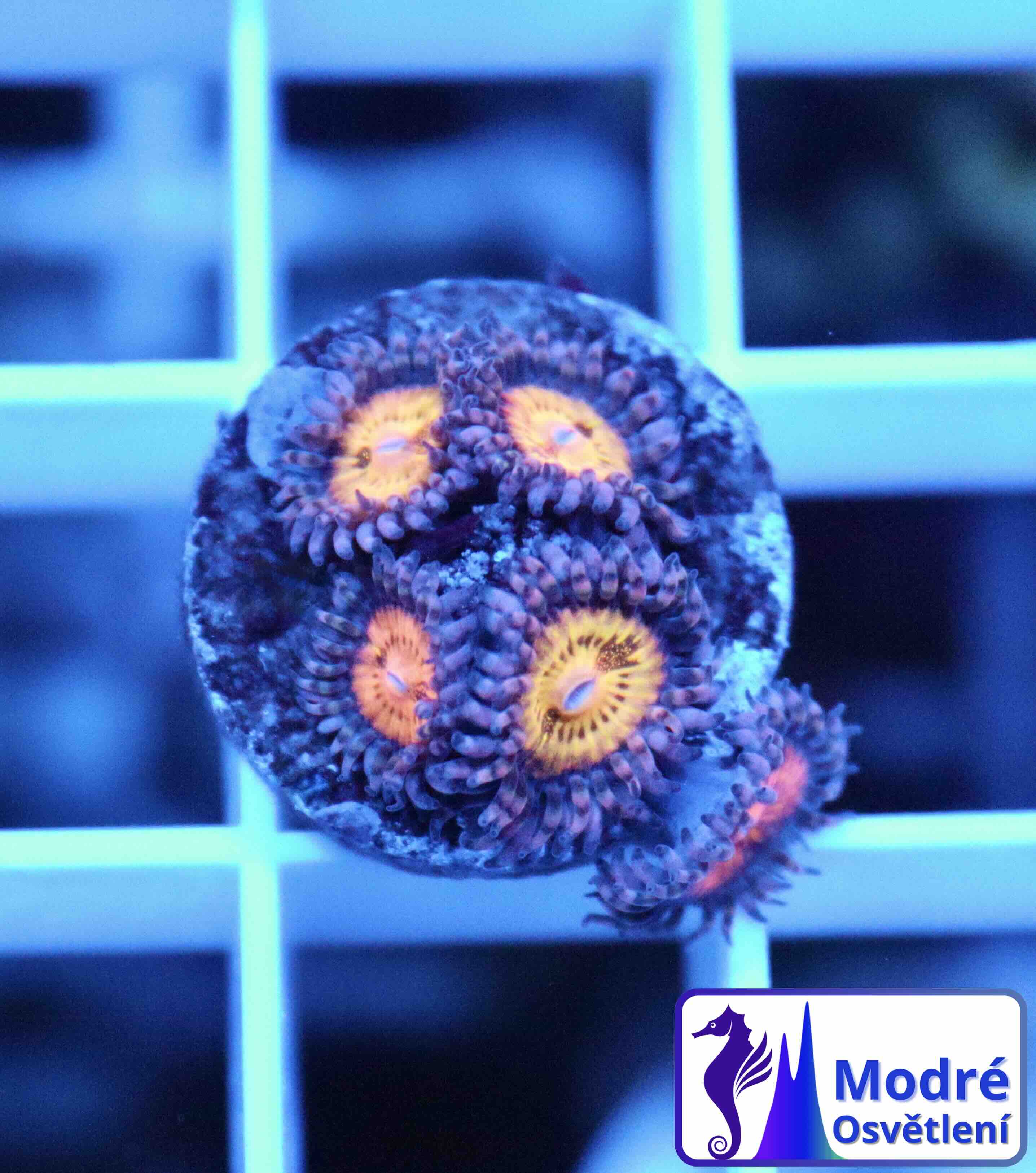 Zoanthus Pink and Gold (M), WYSIWYG117.9