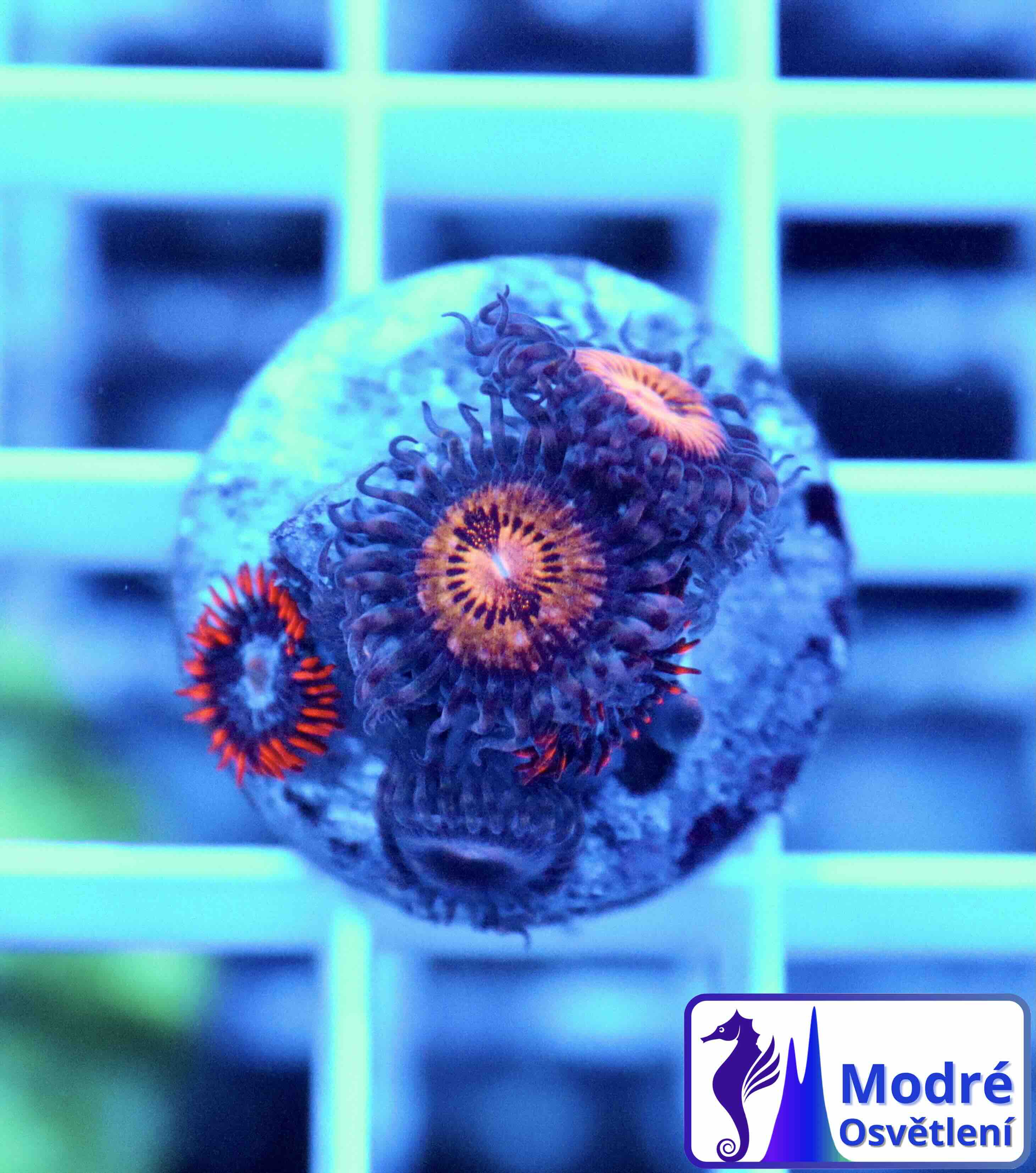 Zoanthus Pink and Gold + Fire & Ice (S), WYSIWYG118