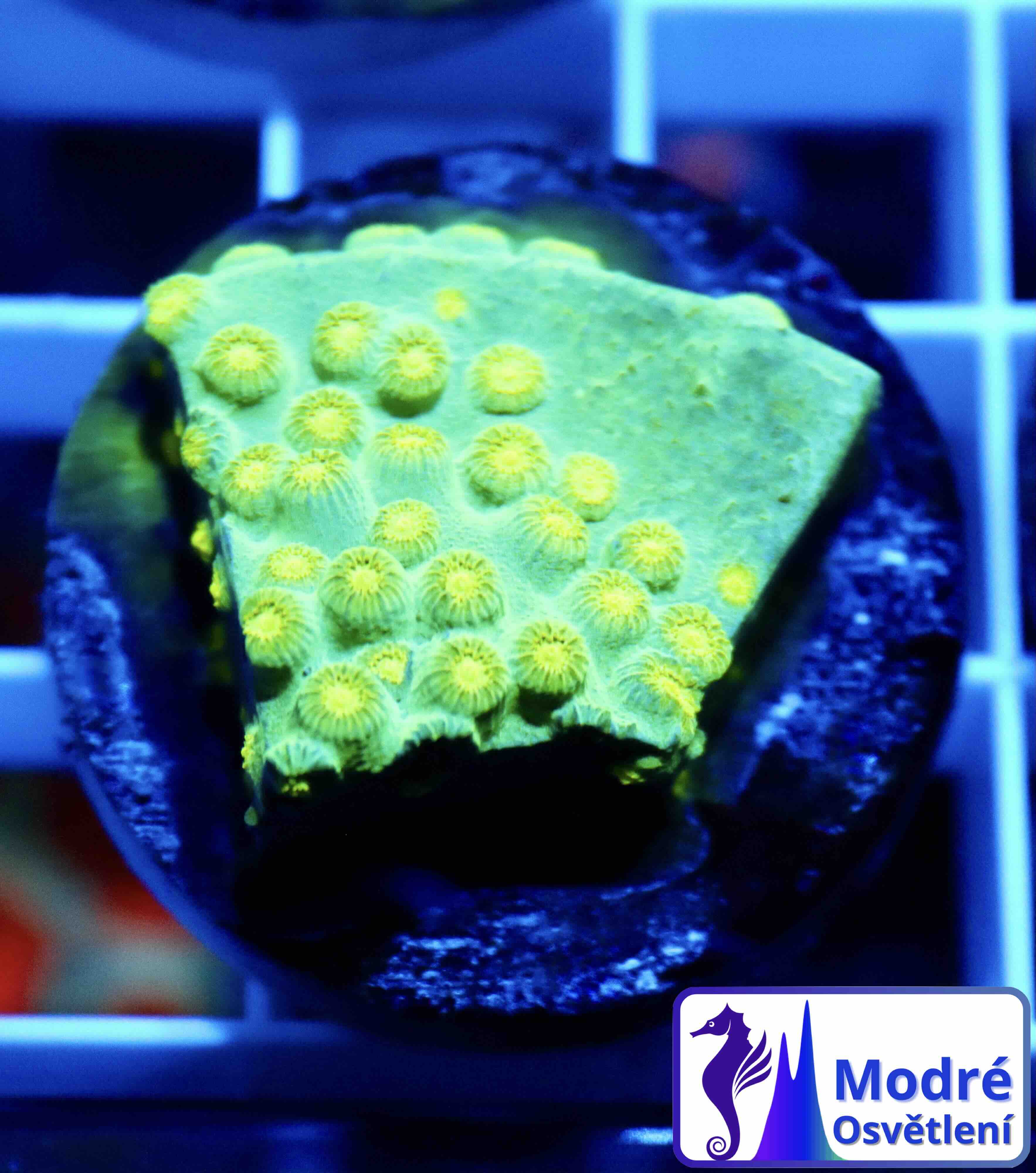 Cyphastrea Ultra Green (M), WYSIWYG02.1