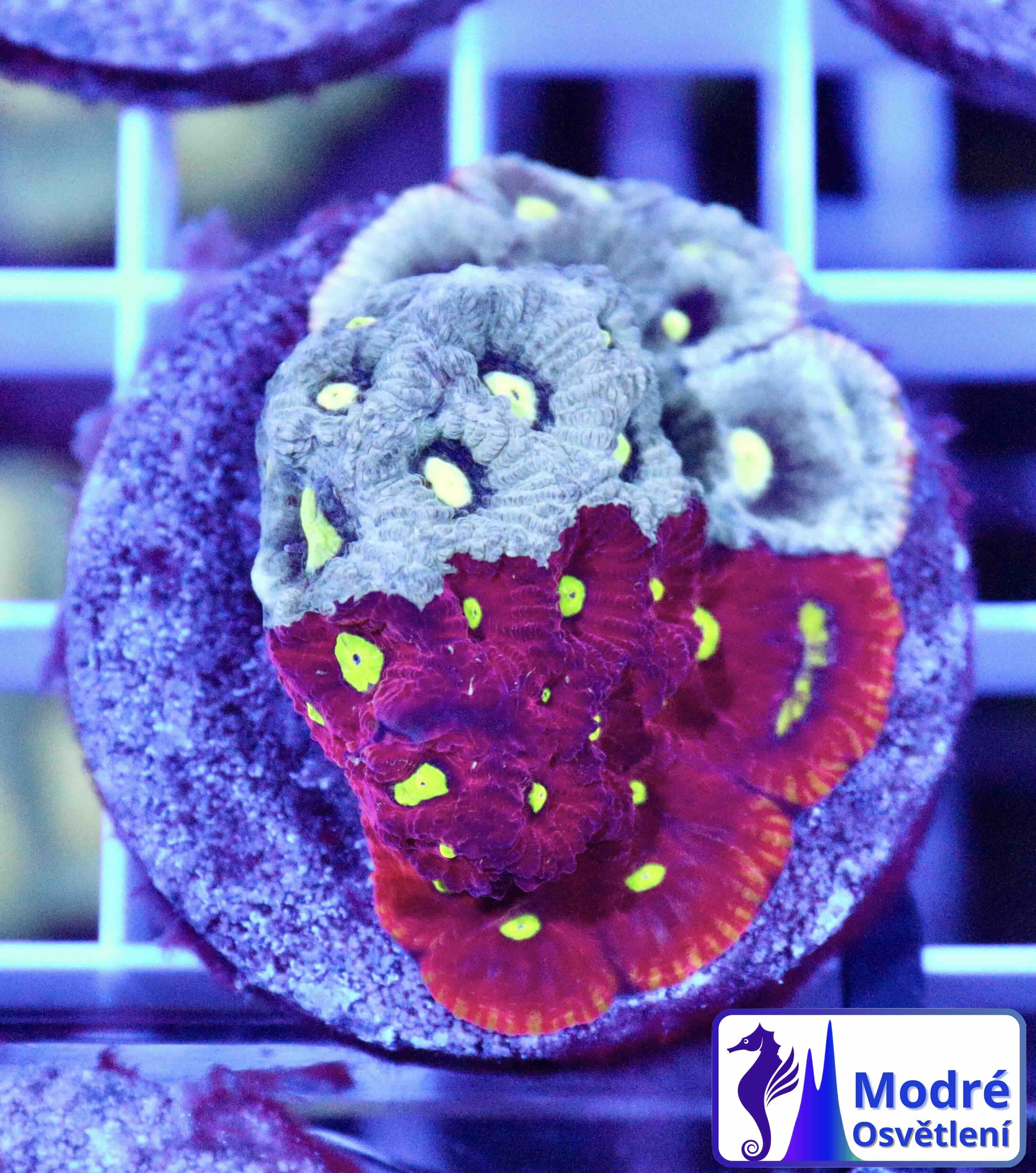 Favites Pentagona Premium War Coral (M), WYSIWYG31.4