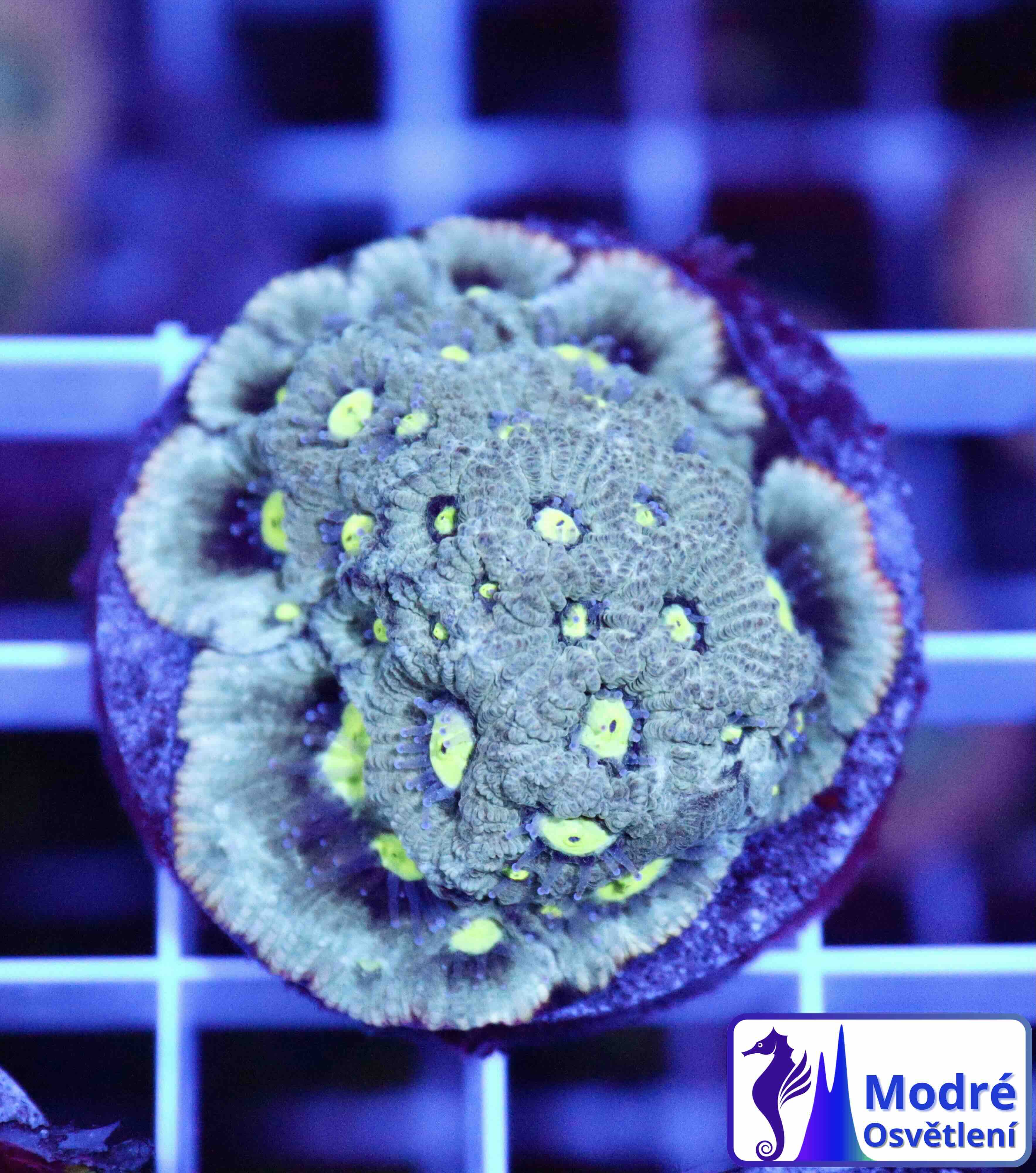 Favites Pentagona Premium War Coral (M), WYSIWYG31.5