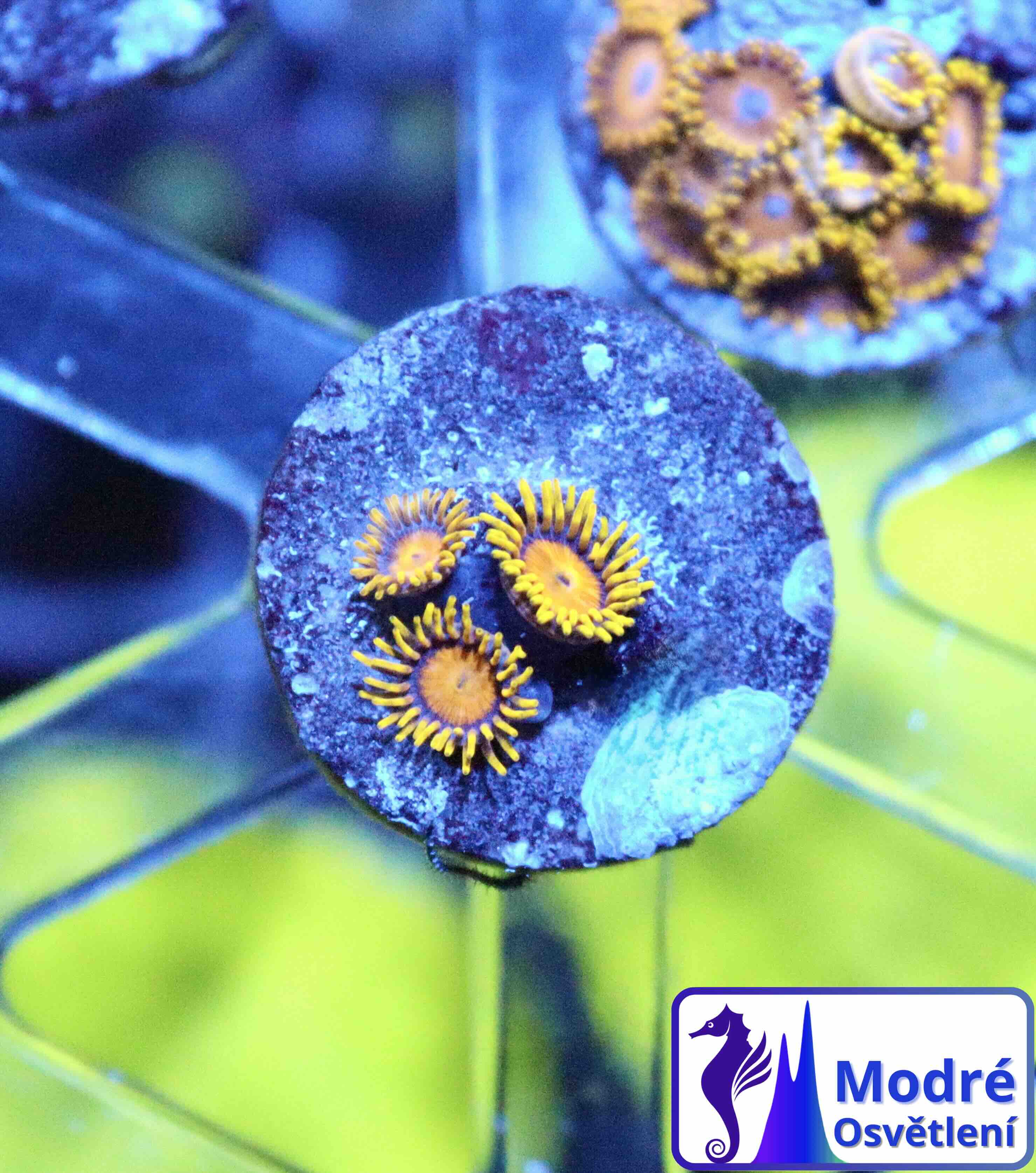 Zoanthus King Midas (M), WYSIWYG102.3