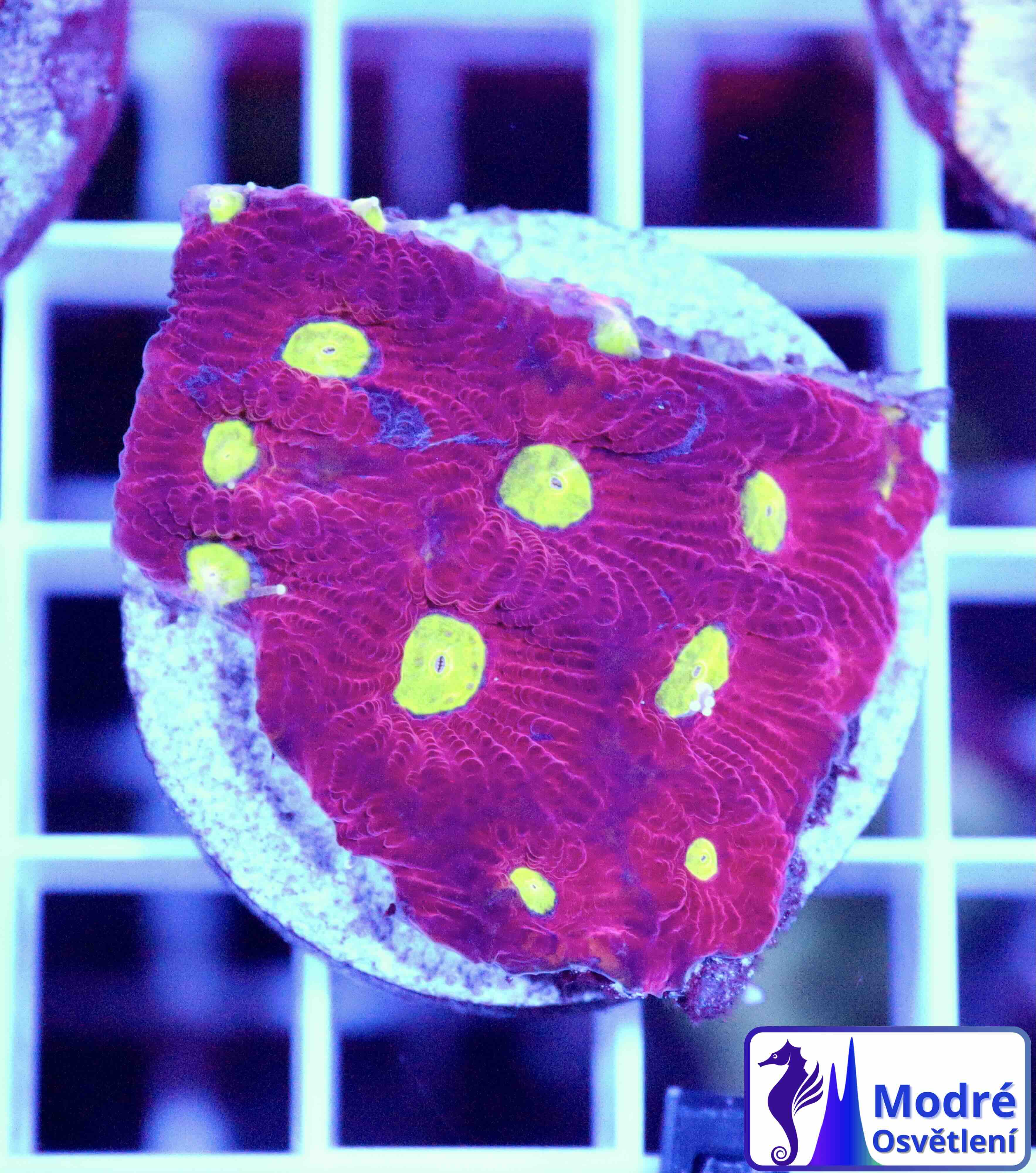 Favites pentagona Ultra "Superman" (M), WYSIWYG32.4