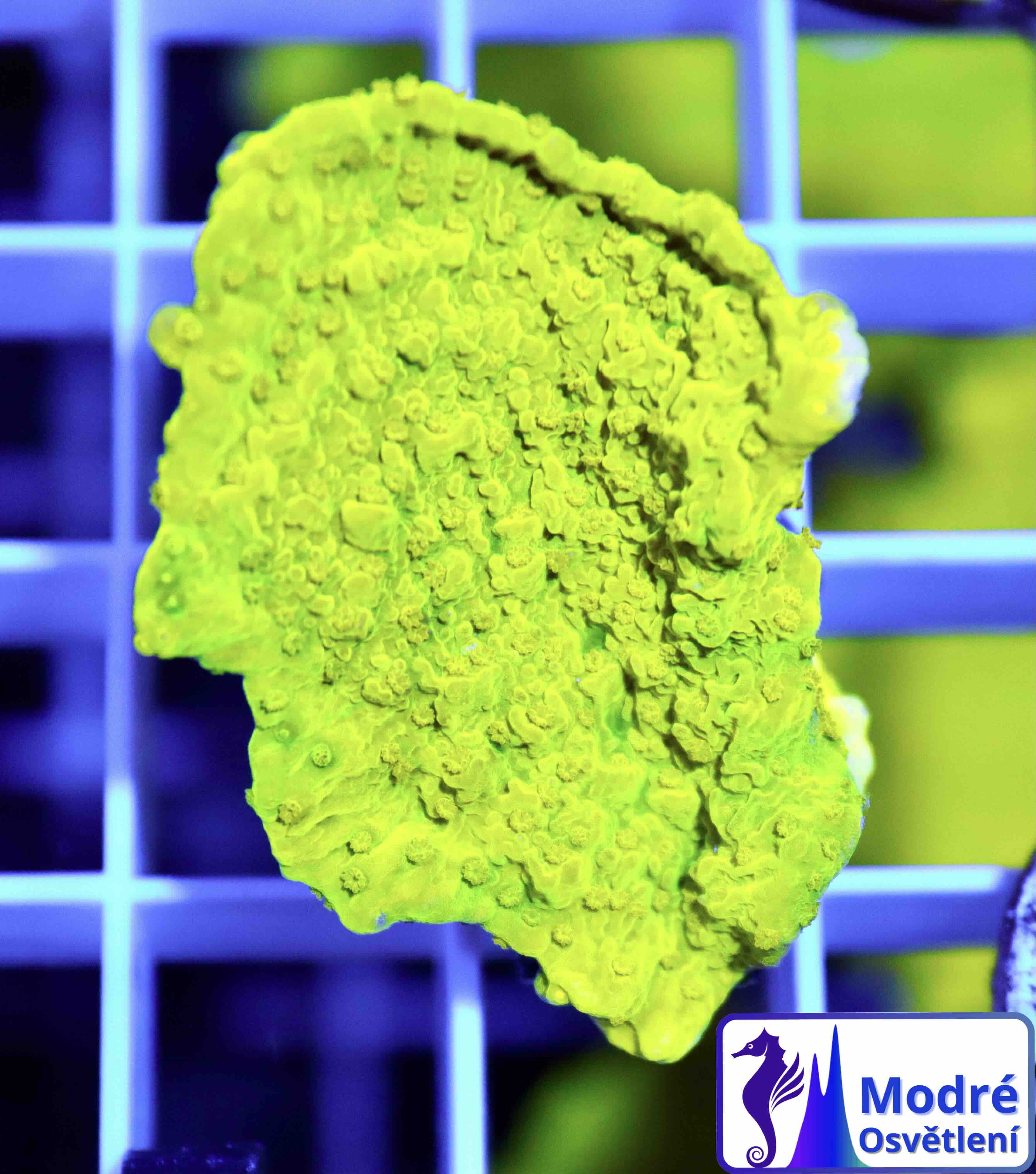 Montipora ultra green (S), WYSIWYG03.4