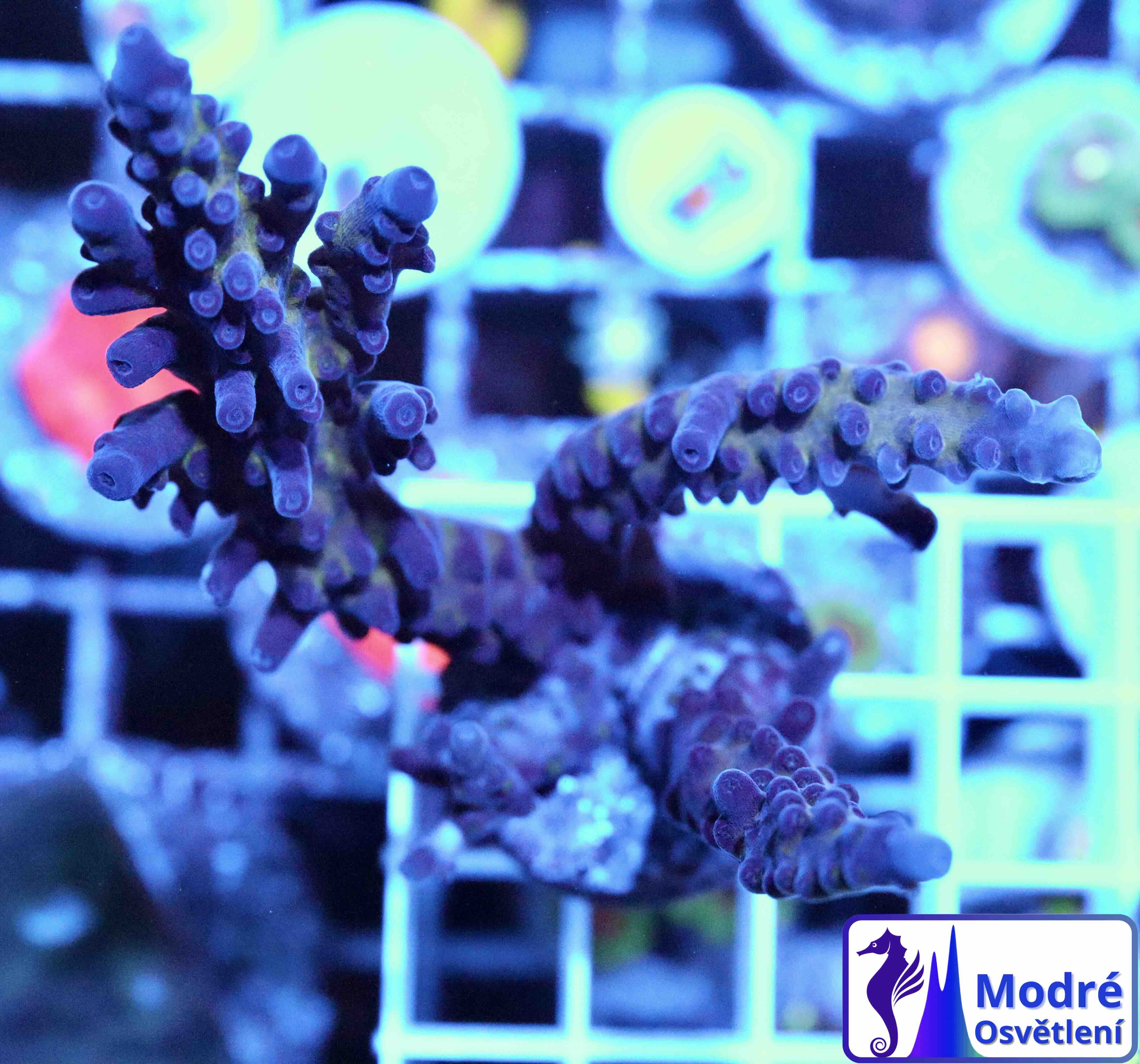Acropora sp. (M), WYSIWYG018.8