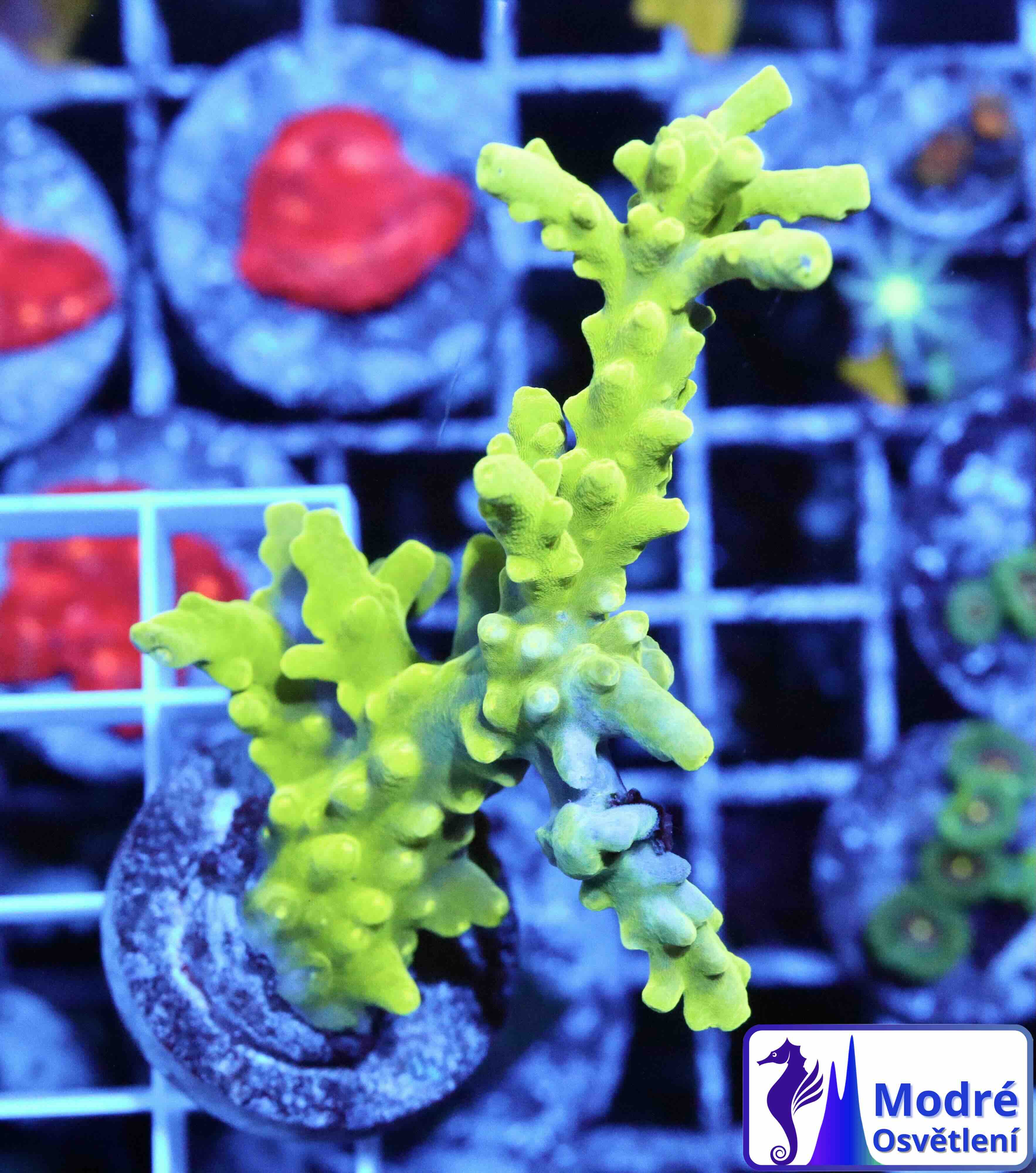 Acropora Frogskin (M), WYSIWYG018.4