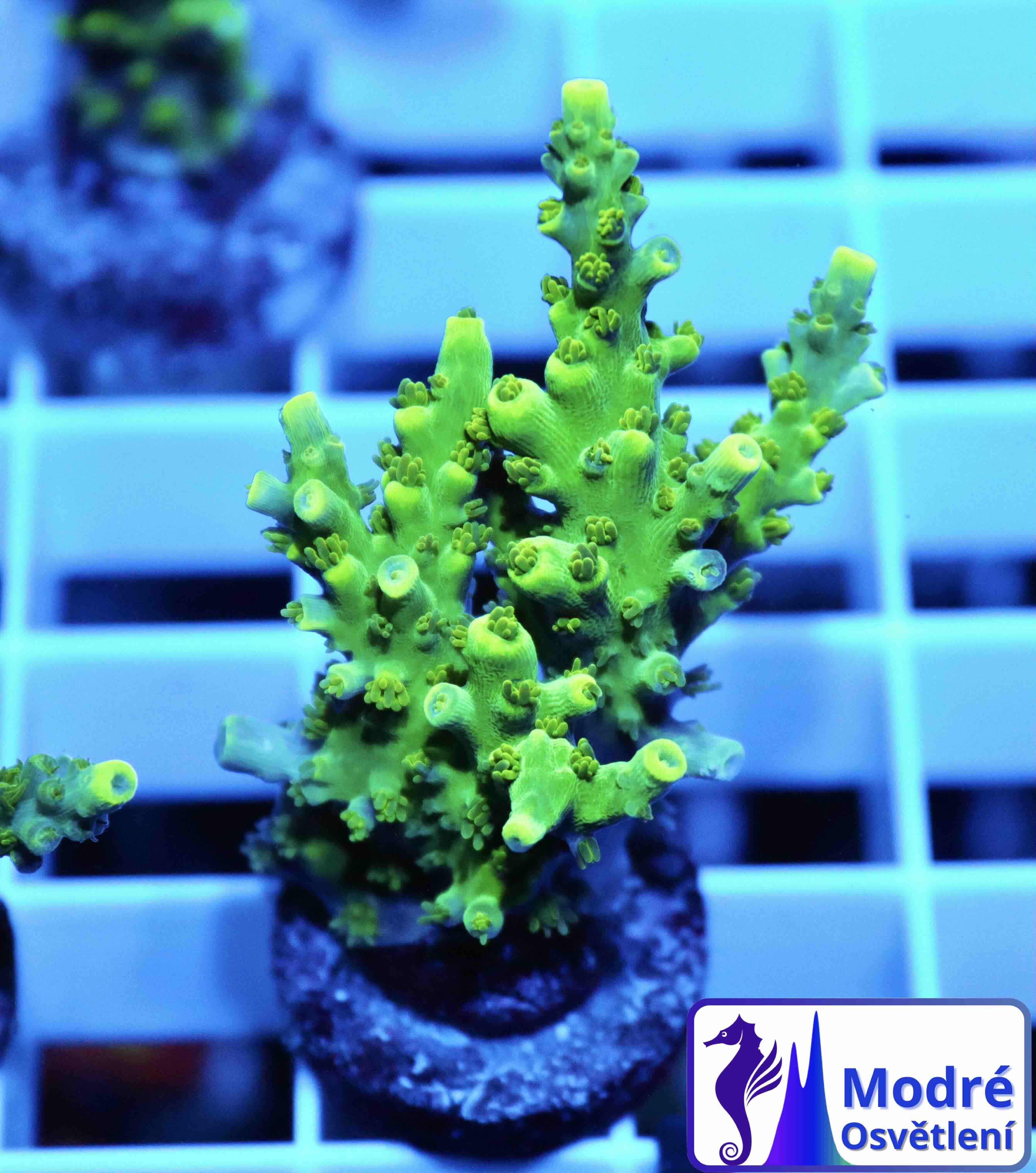 Acropora Coral Sea (S/M), WYSIWYG018.7