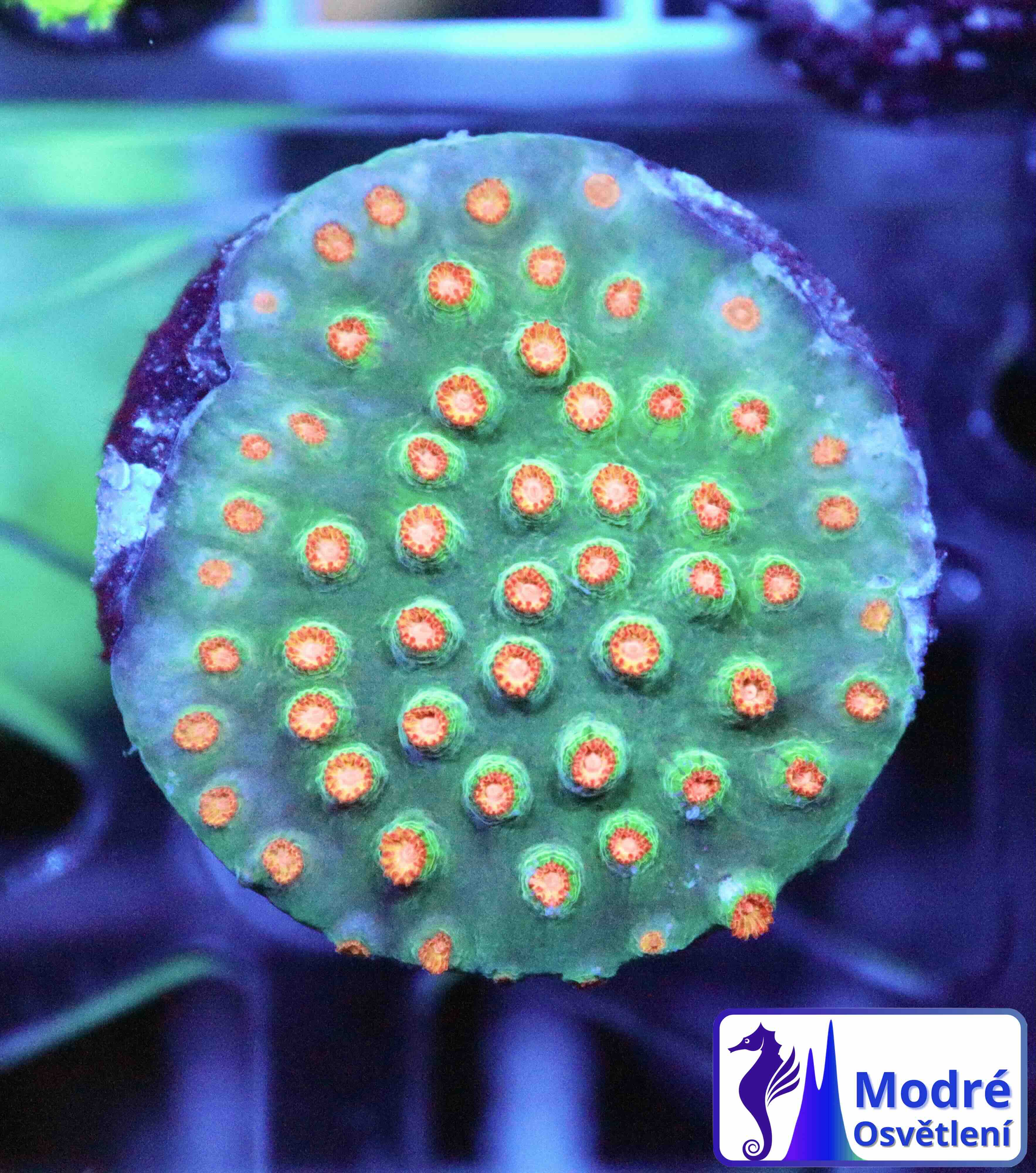 Cyphastrea Jingle Bells (S), WYSIWYG125