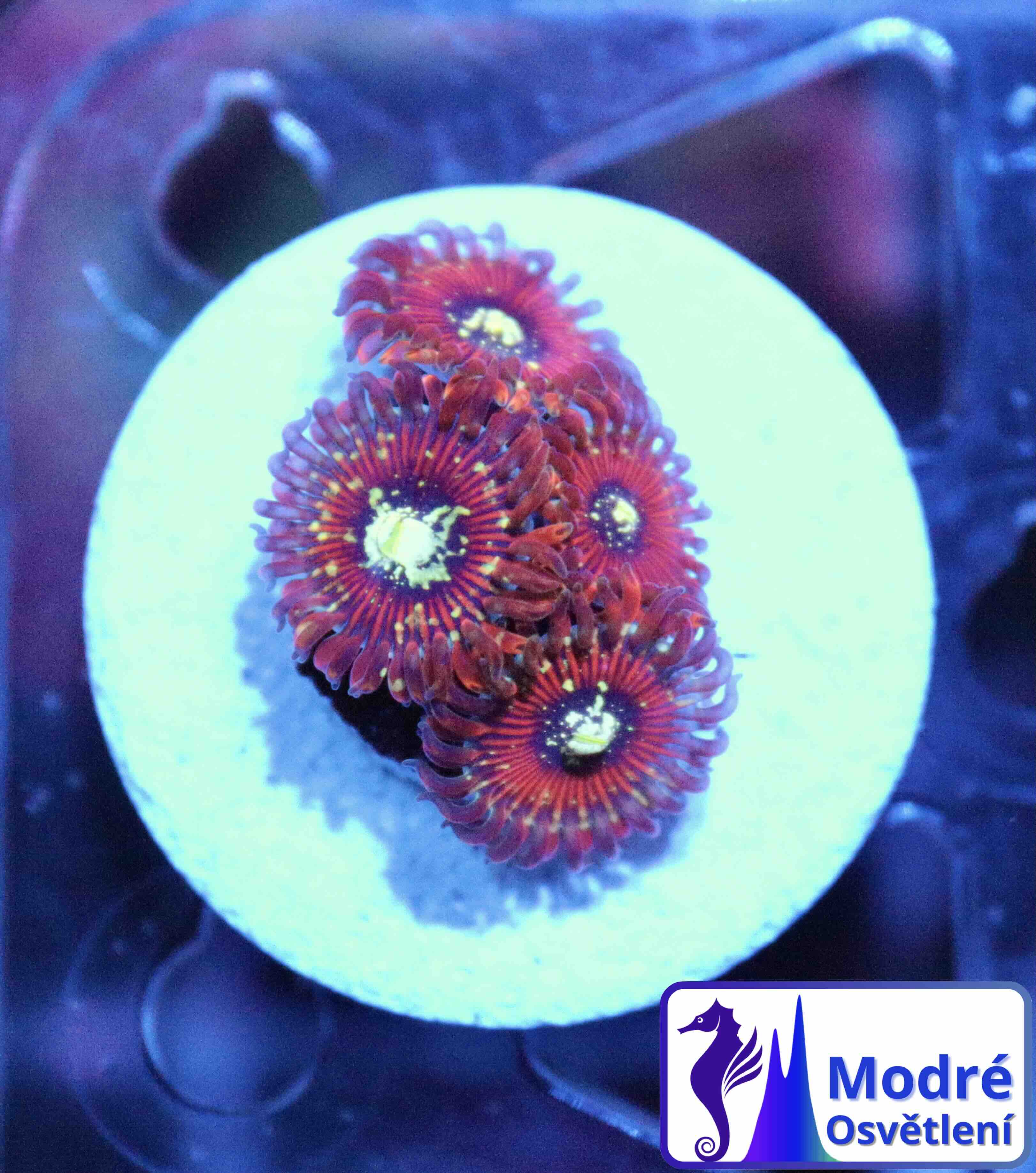 Zoanthus Magicians, WYSIWYG119.5