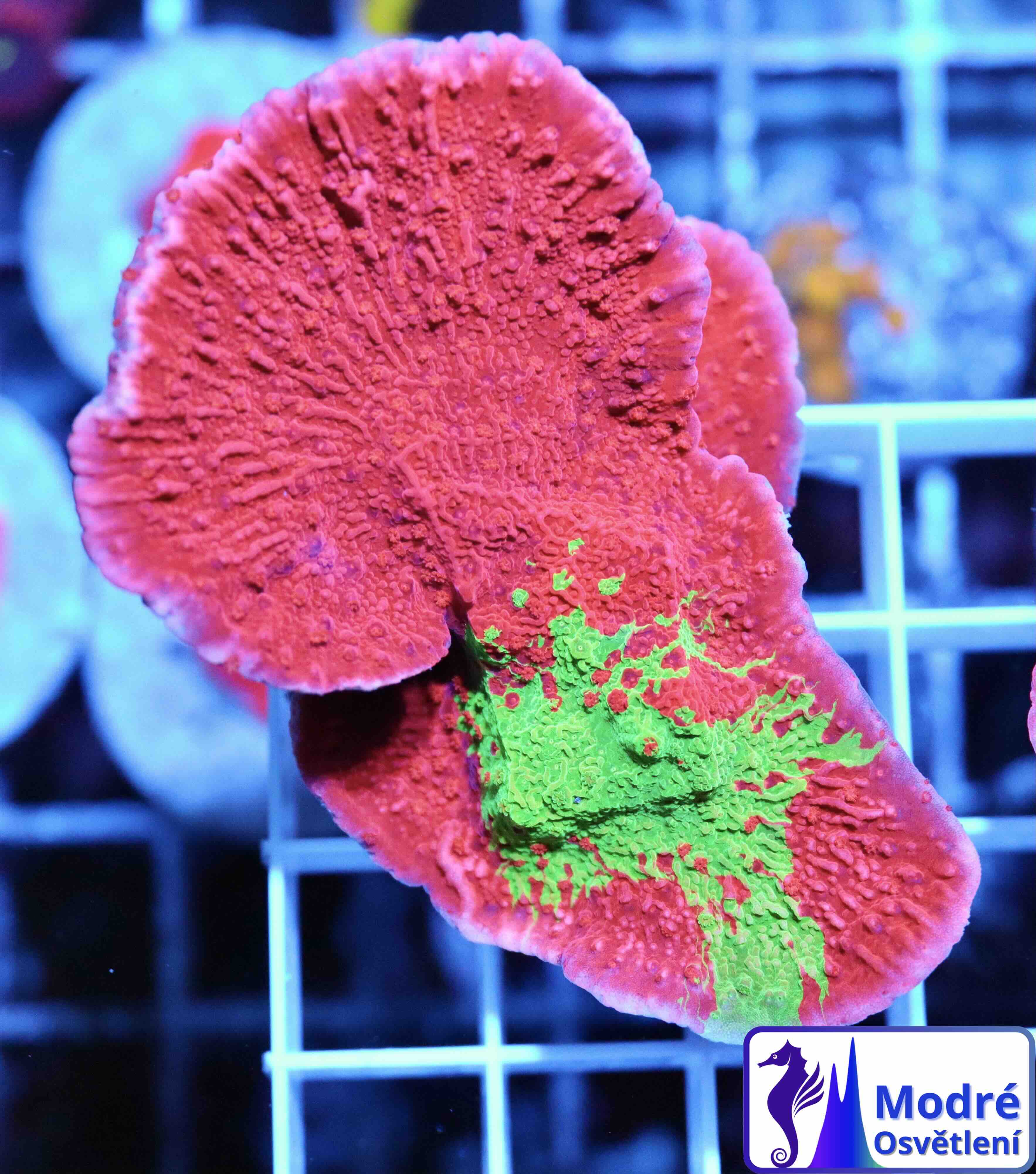 Montipora Crafted Green/Red (M/L), WYSIWYG04.4