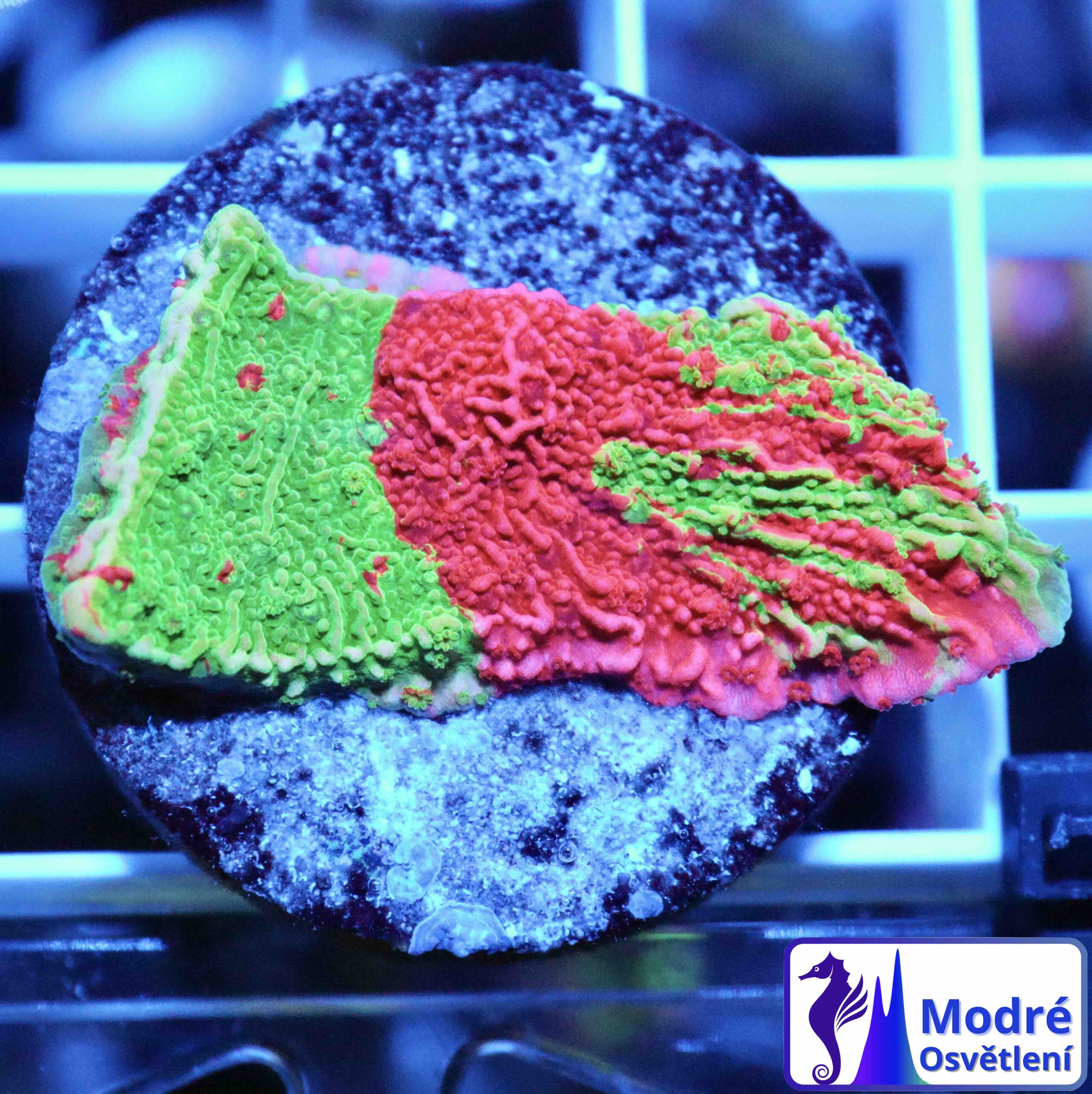 Montipora Crafted Green/Red (M), WYSIWYG04.5
