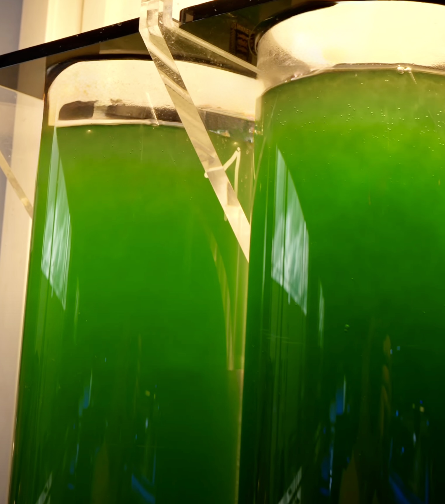 Živý fytoplankton Nannochloropsis sp. (500 ml)