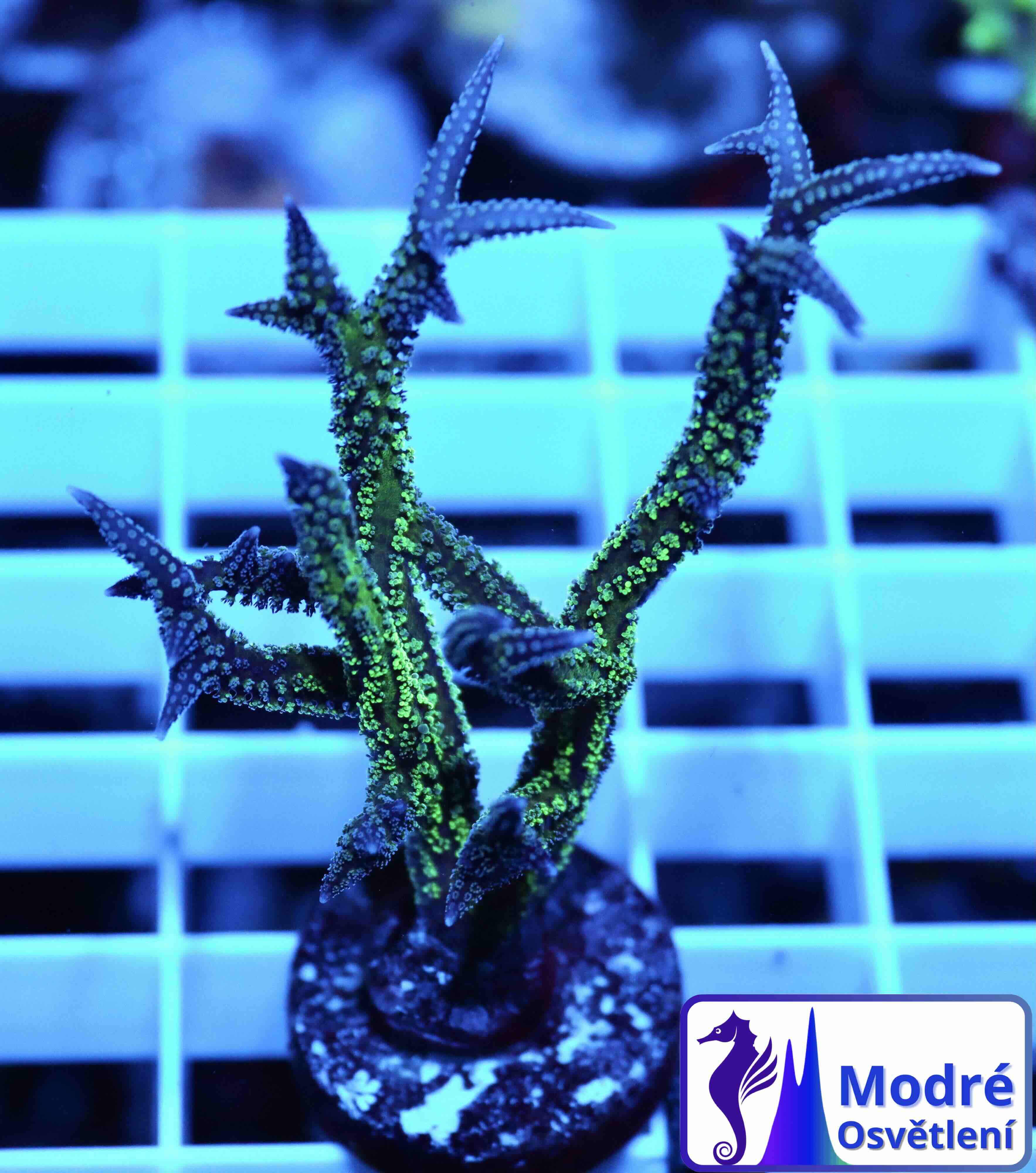Seriatopora Hystrix Bicolor (M)