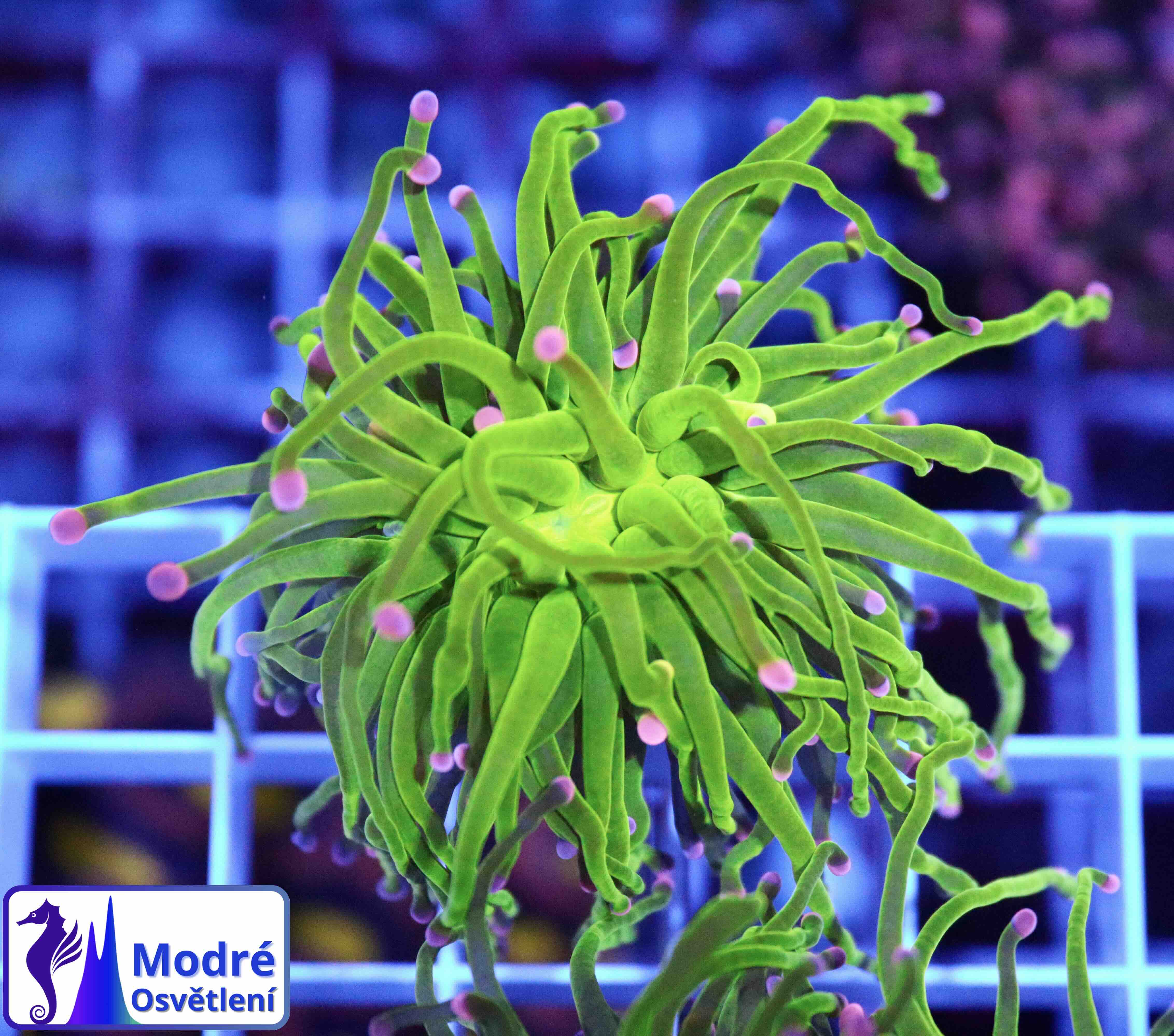 Euphyllia Glabrescens Cotton Candy (1 hlava)