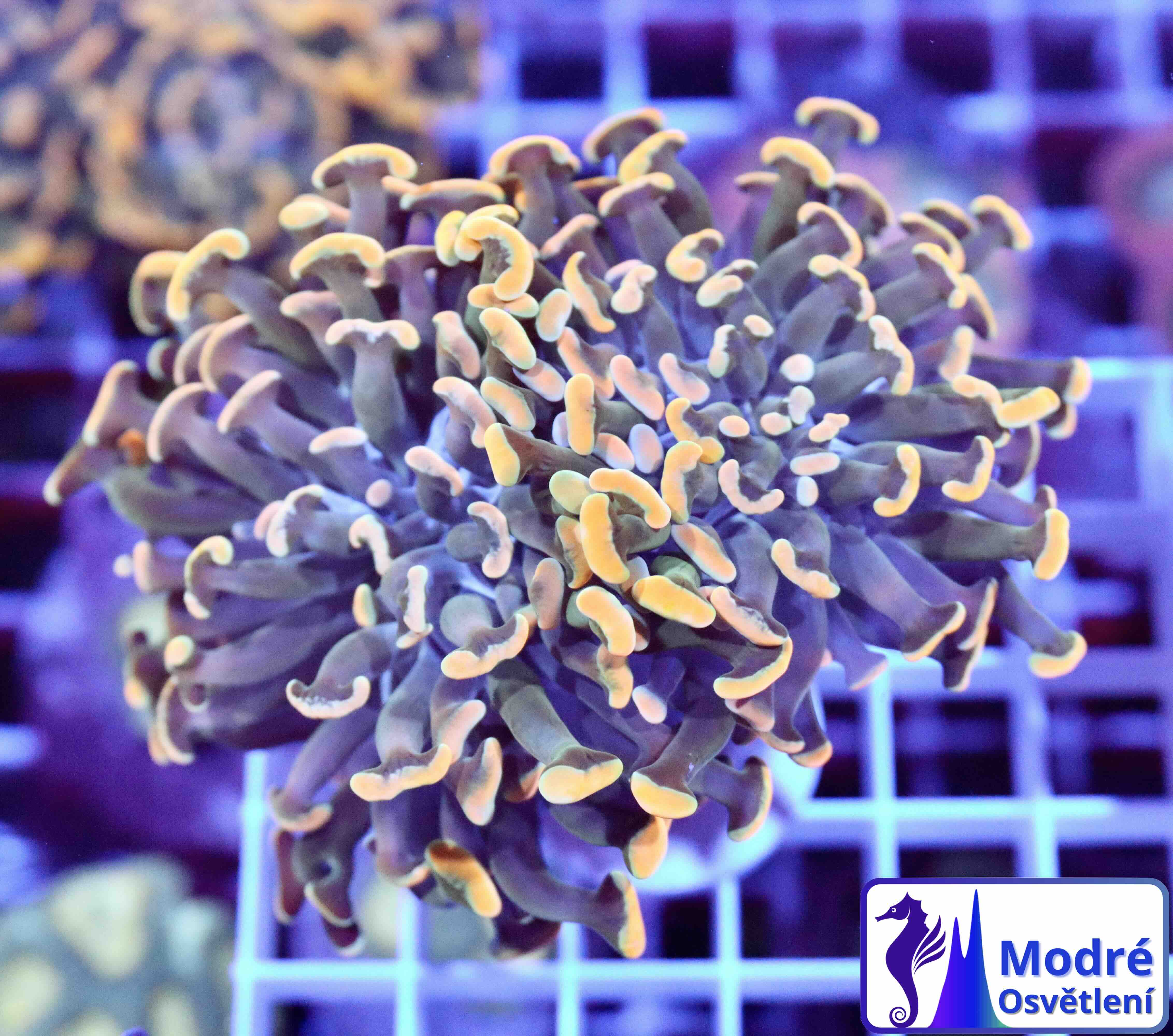 Euphyllia paraancora Gold (2 hlavy)