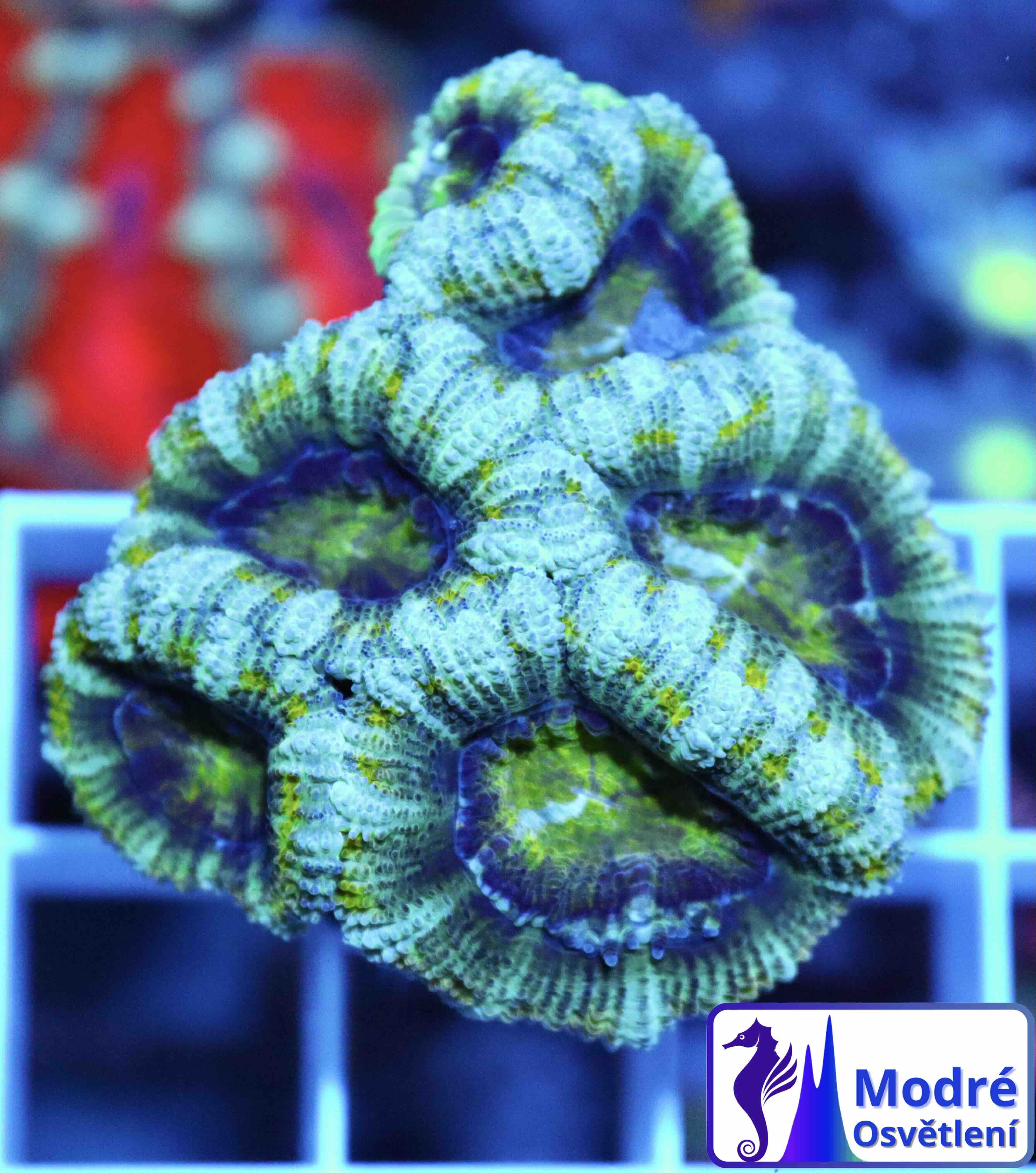 Acanthastrea lordhowensis Green Premium (M)