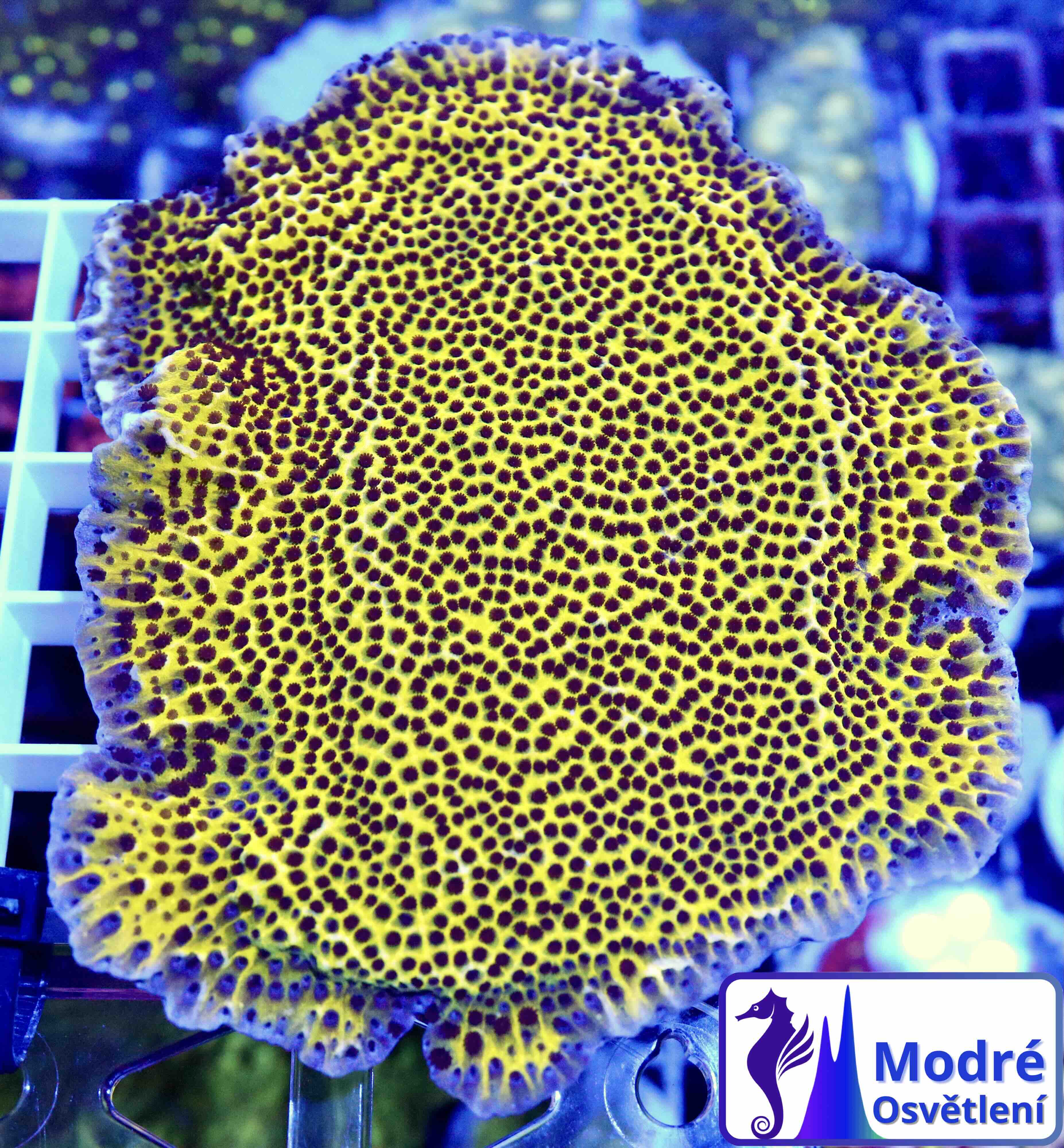Montipora Spongodes Green (L)