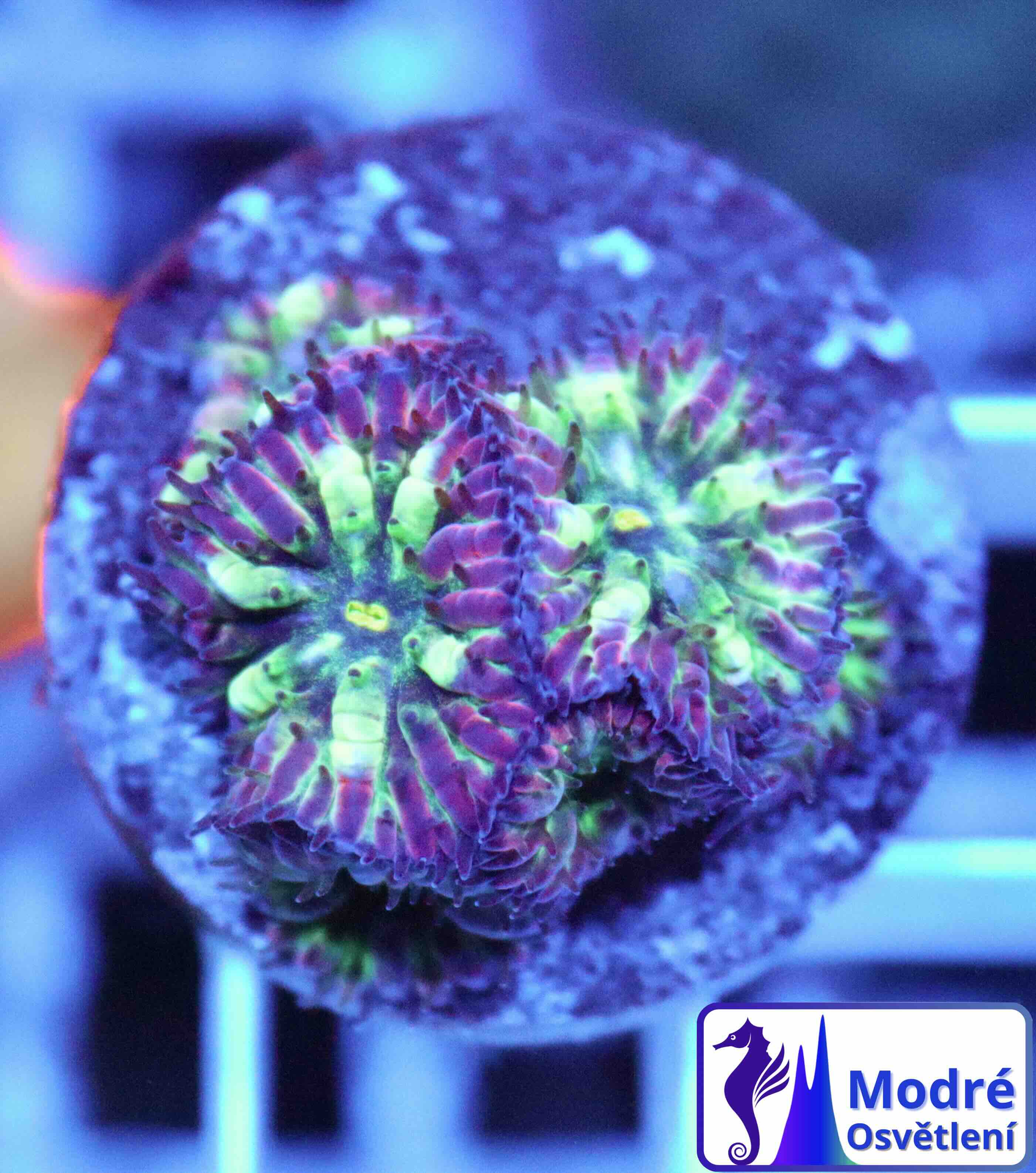 Blastomussa merletti "Frozen Eclipse" (S/M)