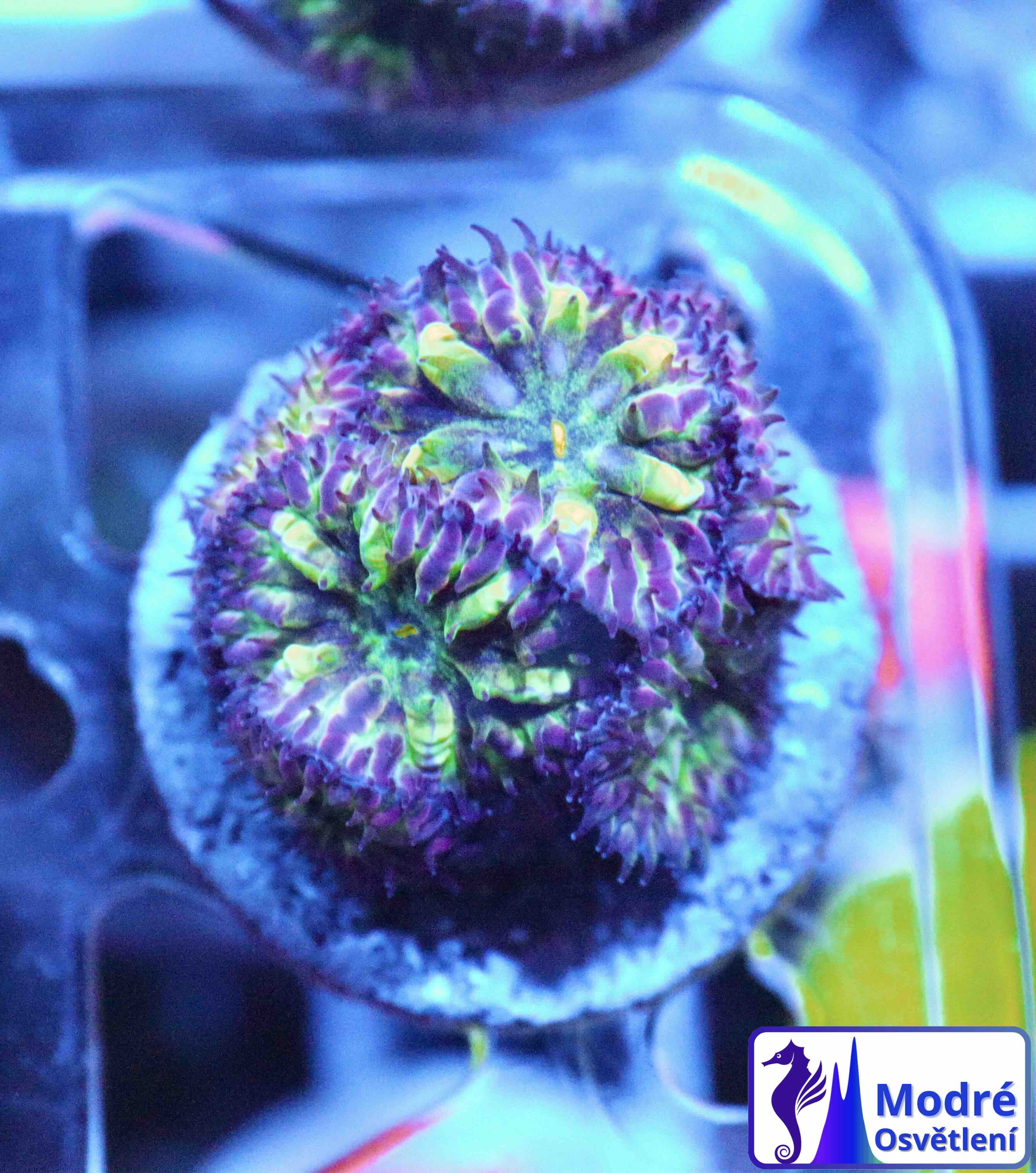 Blastomussa merletti "Frozen Eclipse" (S/M)