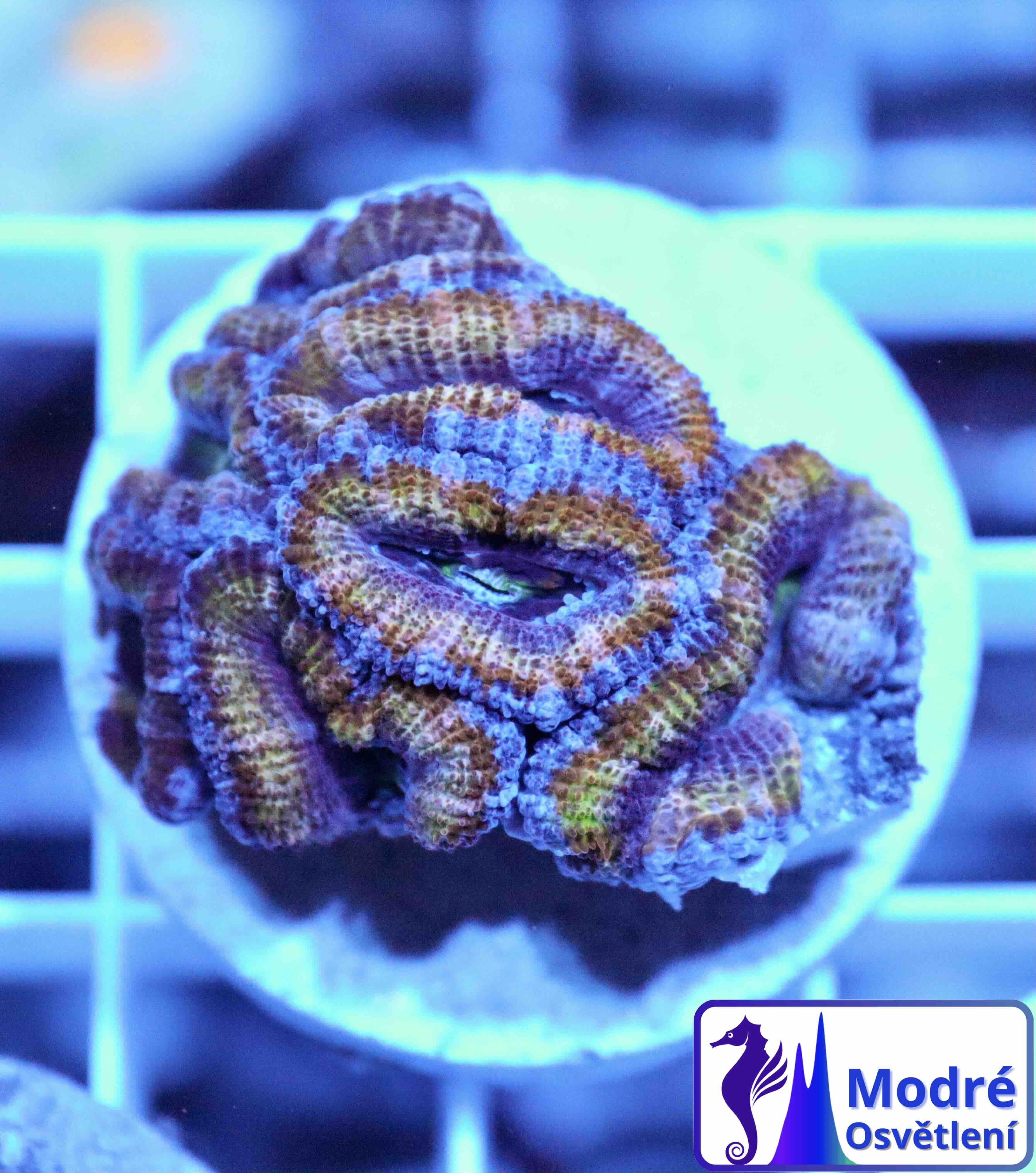 Micromussa spp. (Ultra), (M)