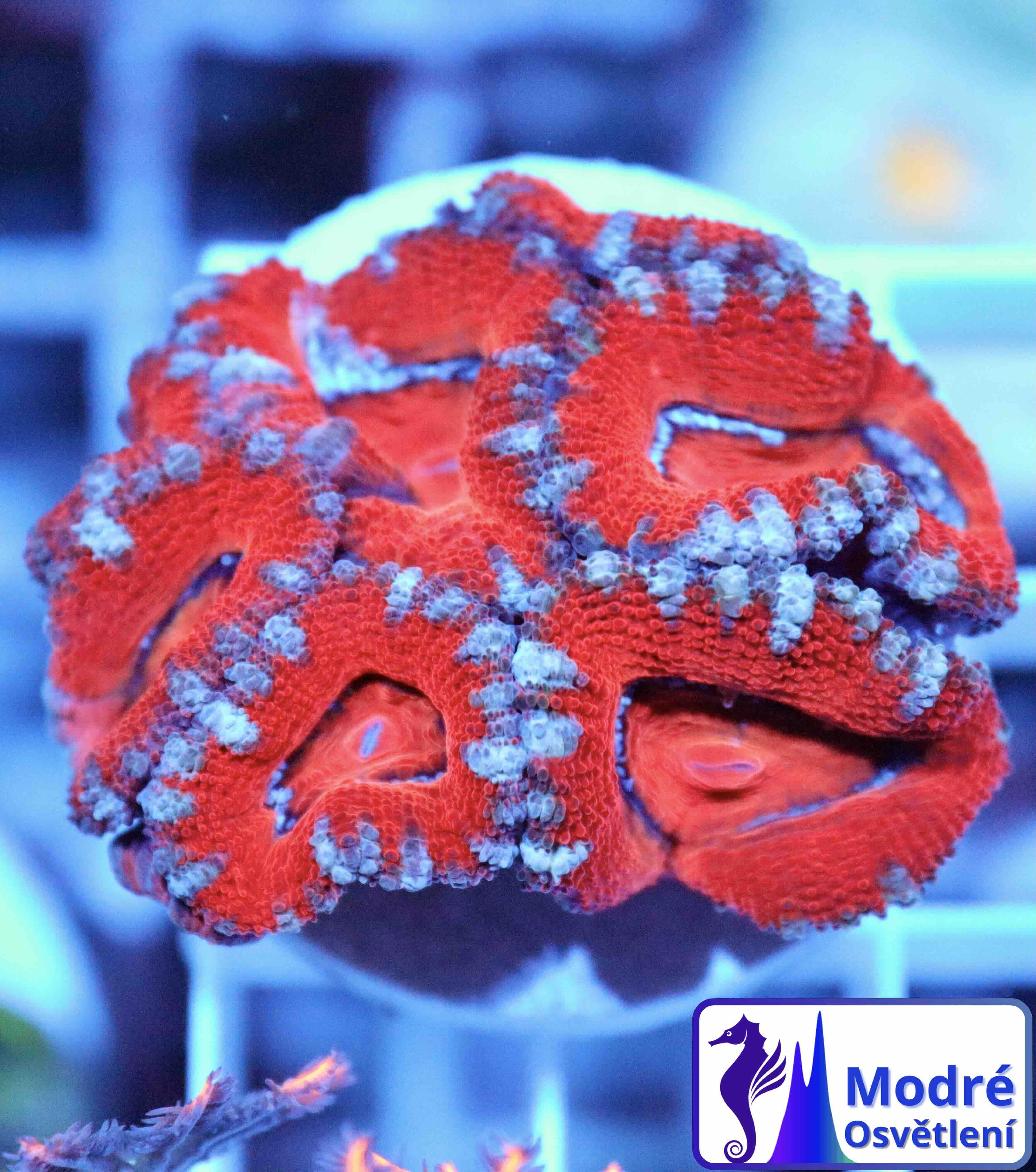 Acanthastrea lordhowensis Red Premium (M/L)