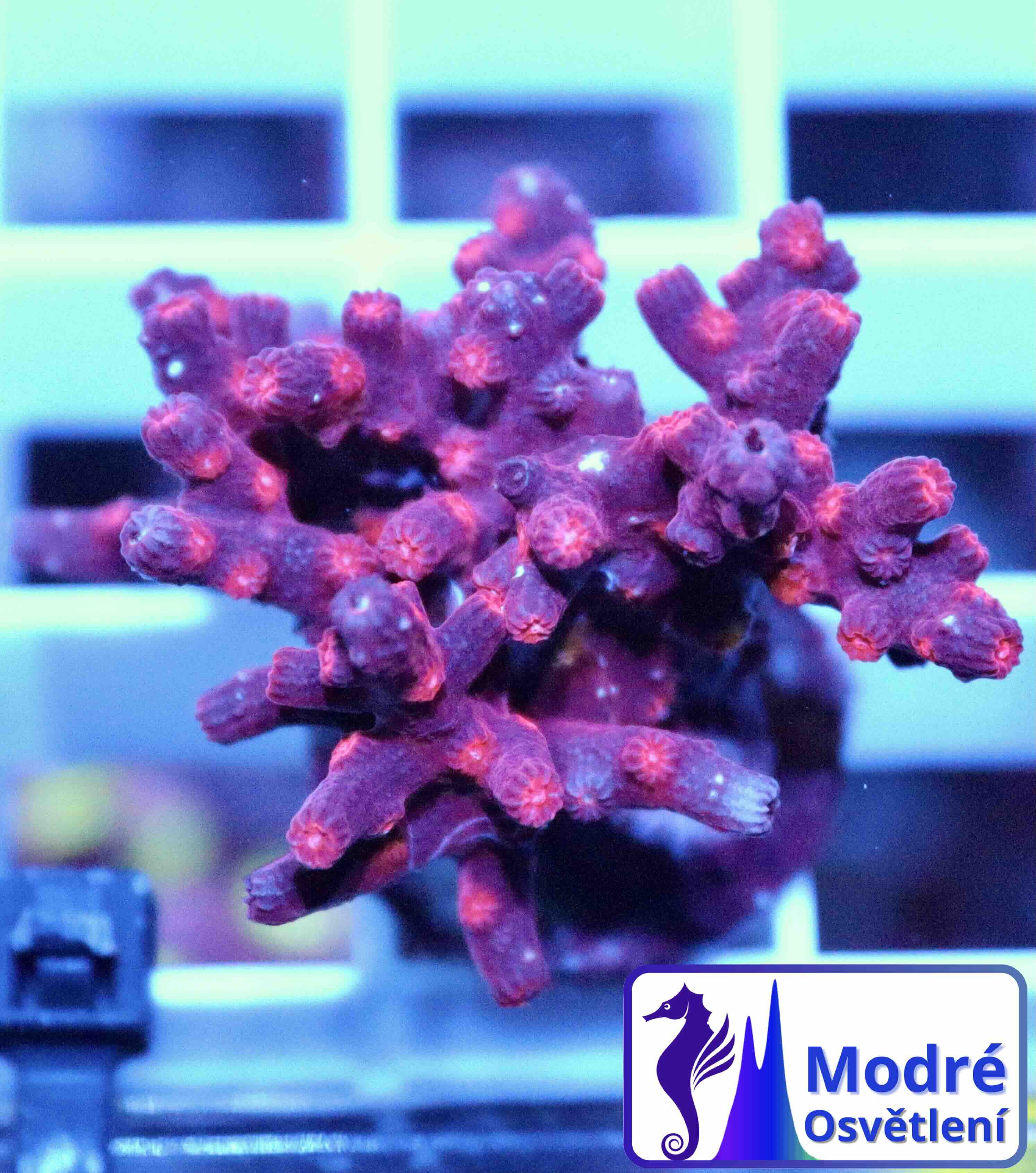 Cyphastrea decadia (M), WYSIWYG139.1