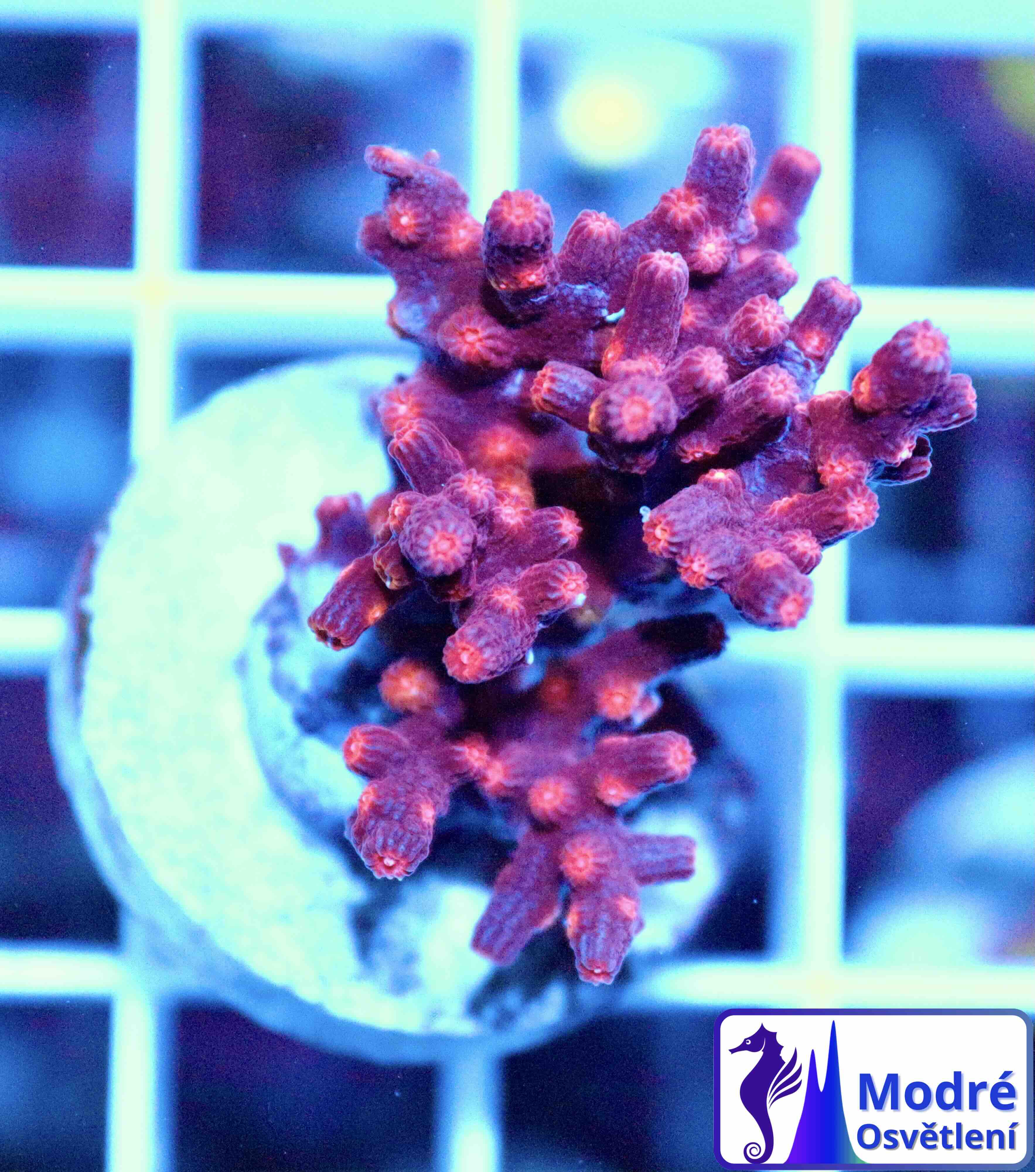 Cyphastrea decadia (M), WYSIWYG139.2