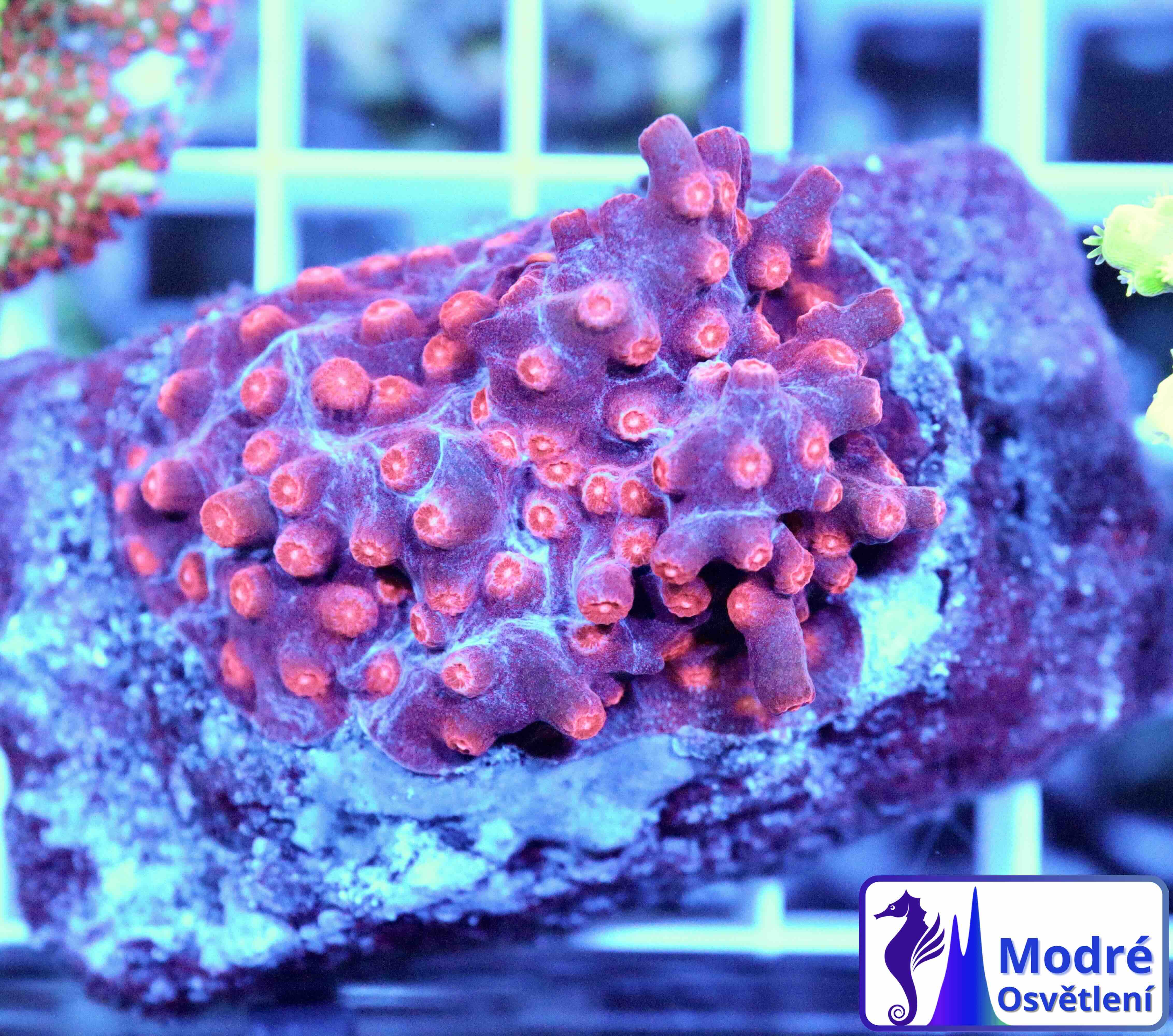 Cyphastrea decadia (L), WYSIWYG139.3