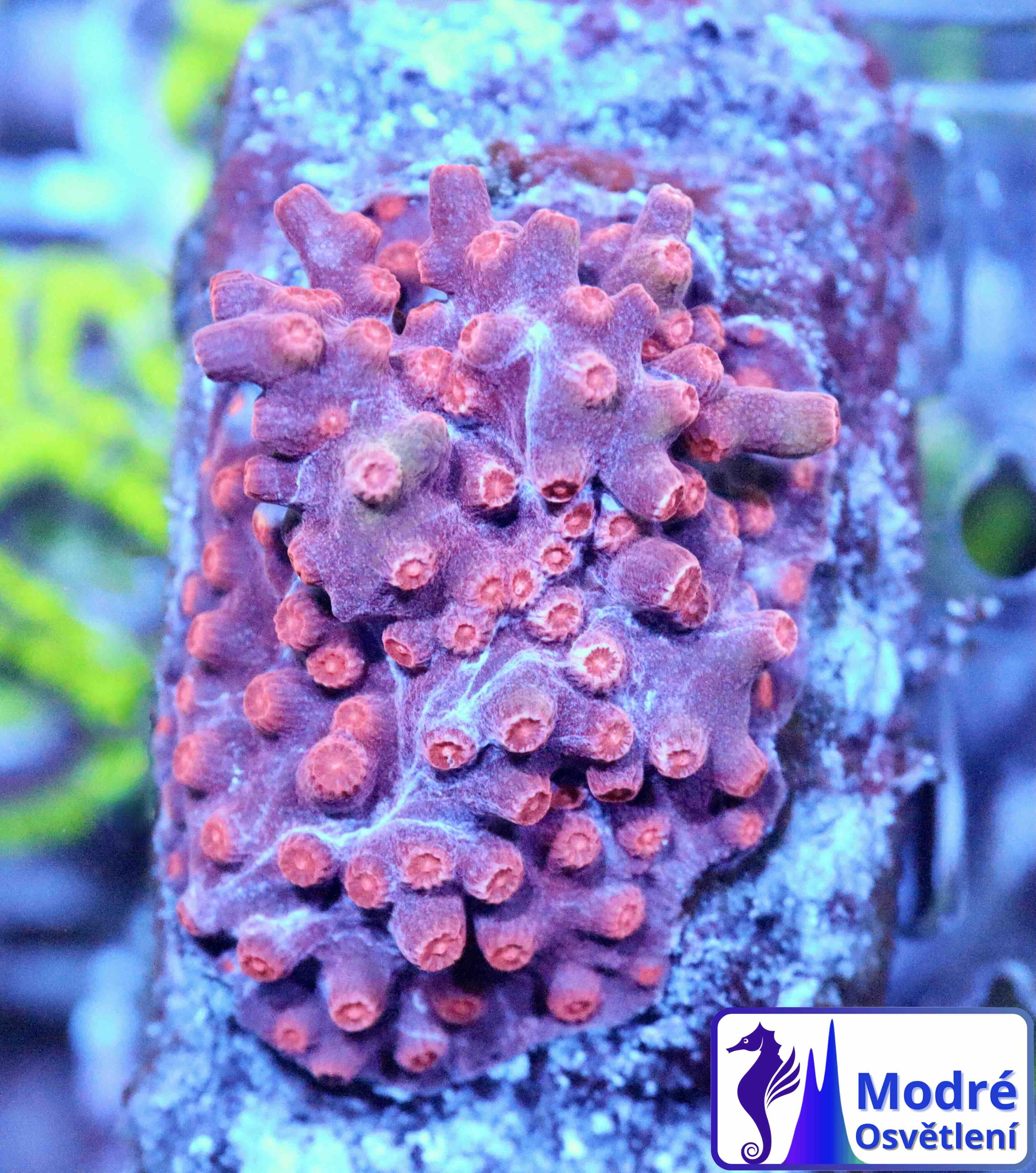 Cyphastrea decadia (L), WYSIWYG139.3