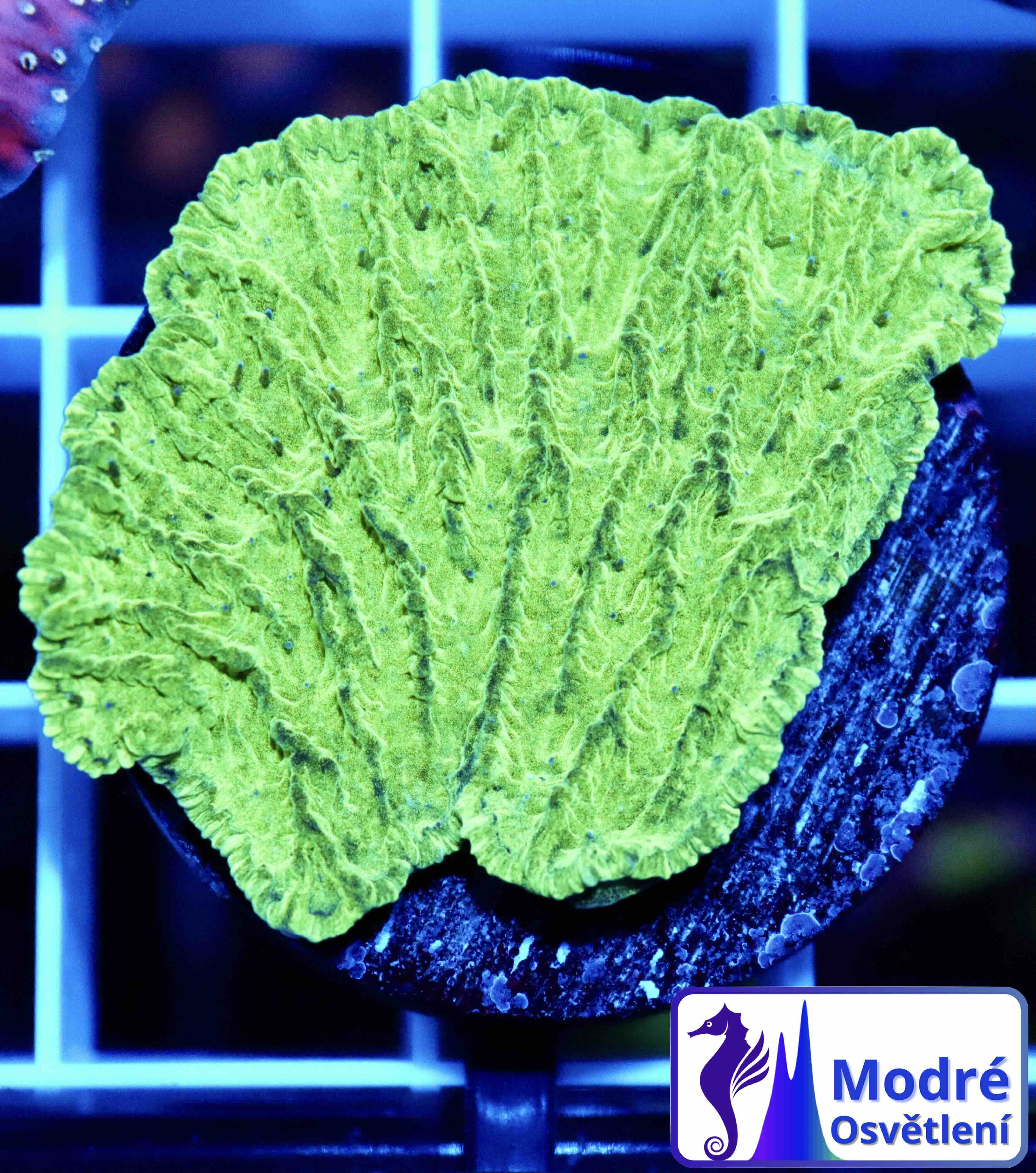 Merulina ampliata Green (M)