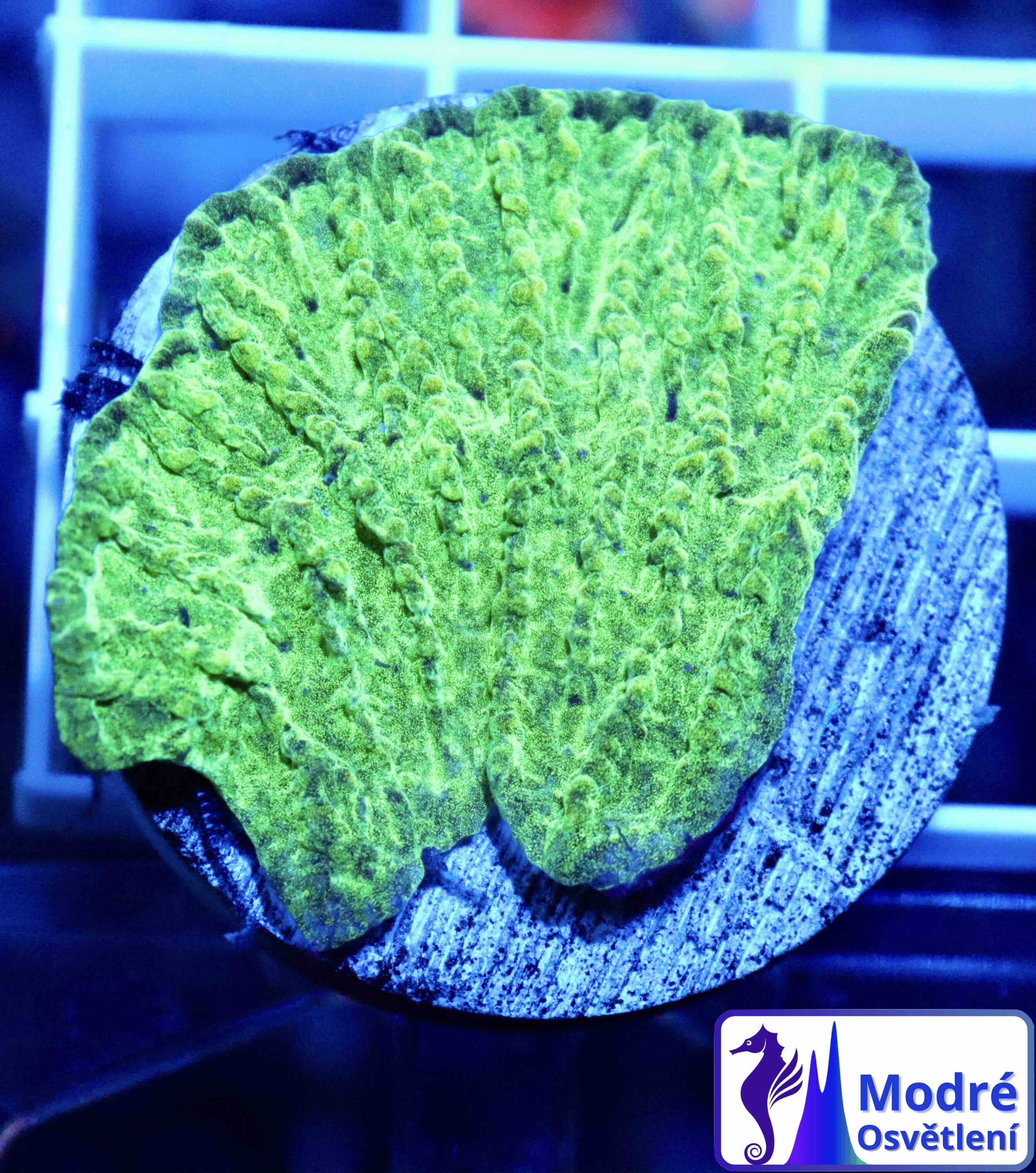 Merulina ampliata Green (M), WYSIWYG132.0