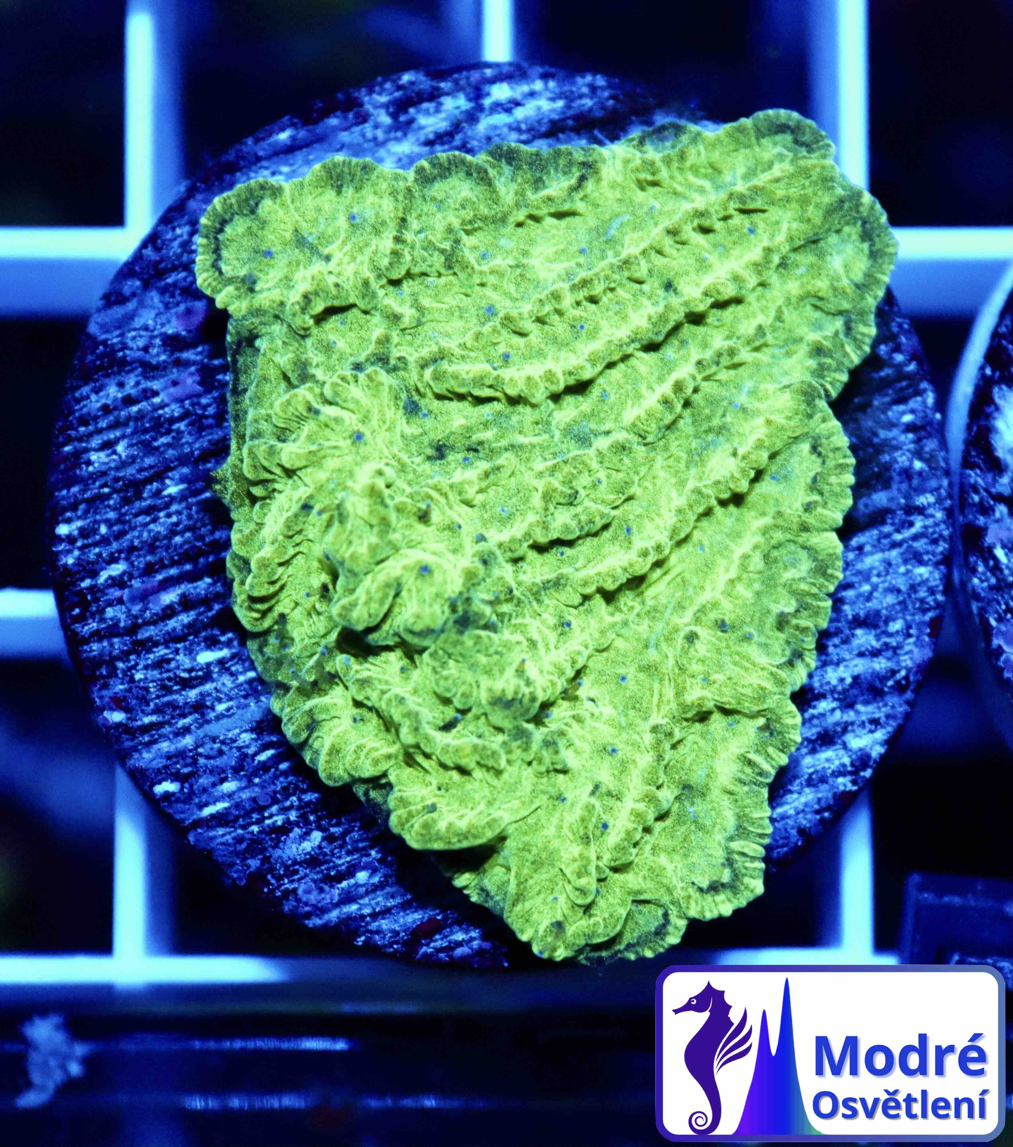 Merulina ampliata Green (S/M), WYSIWYG132.1