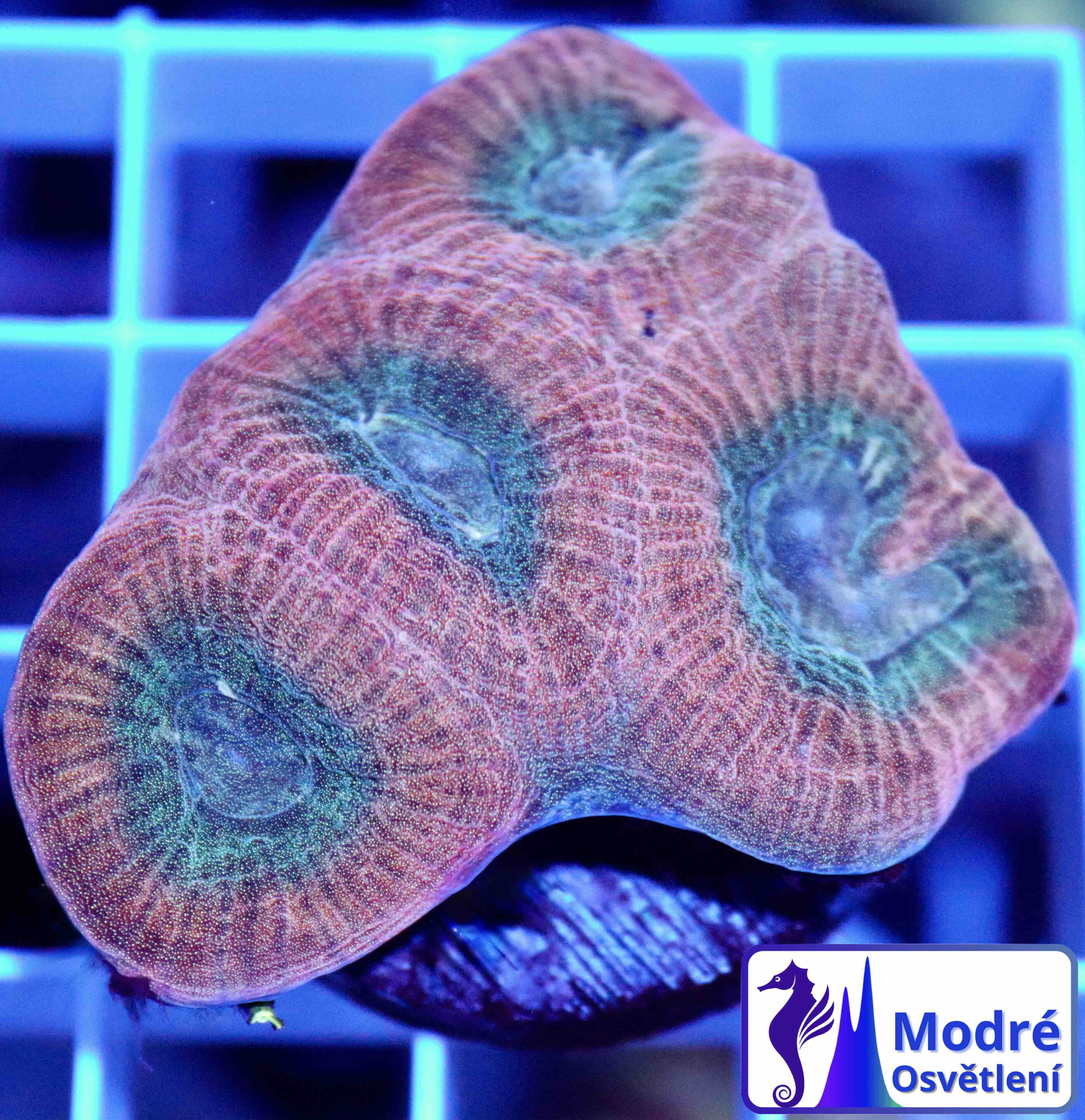 Favia Reverse Prism (M/L)