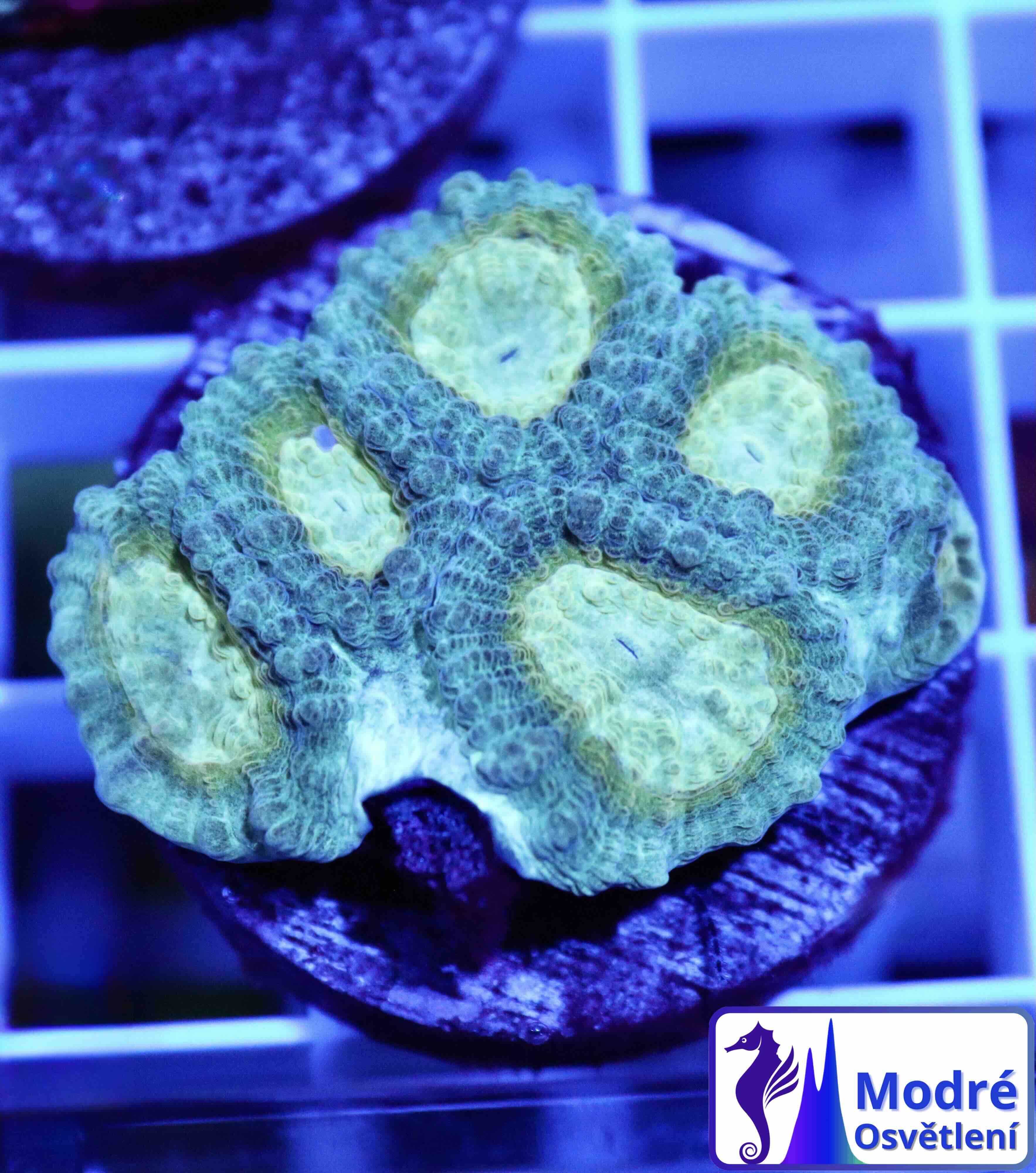 Favia "Lemon Lime" (M)