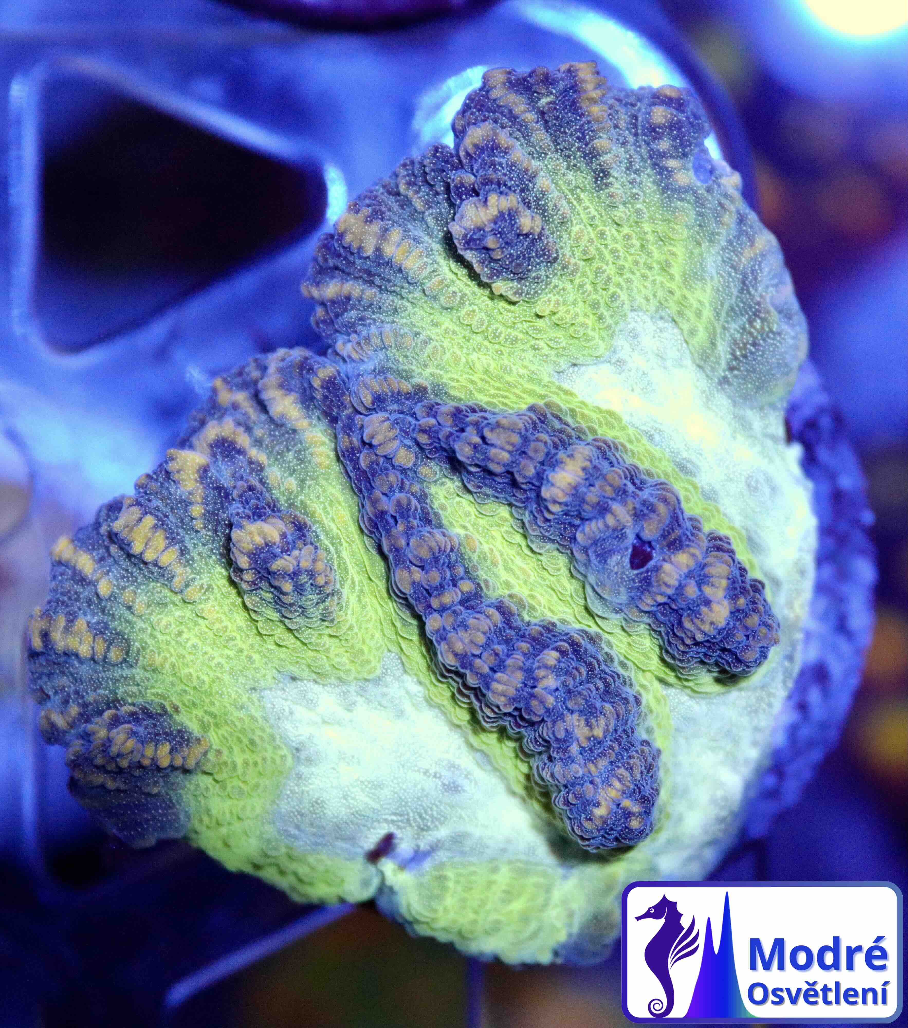 Platygyra Premium Green (M), WYSIWYG5.7