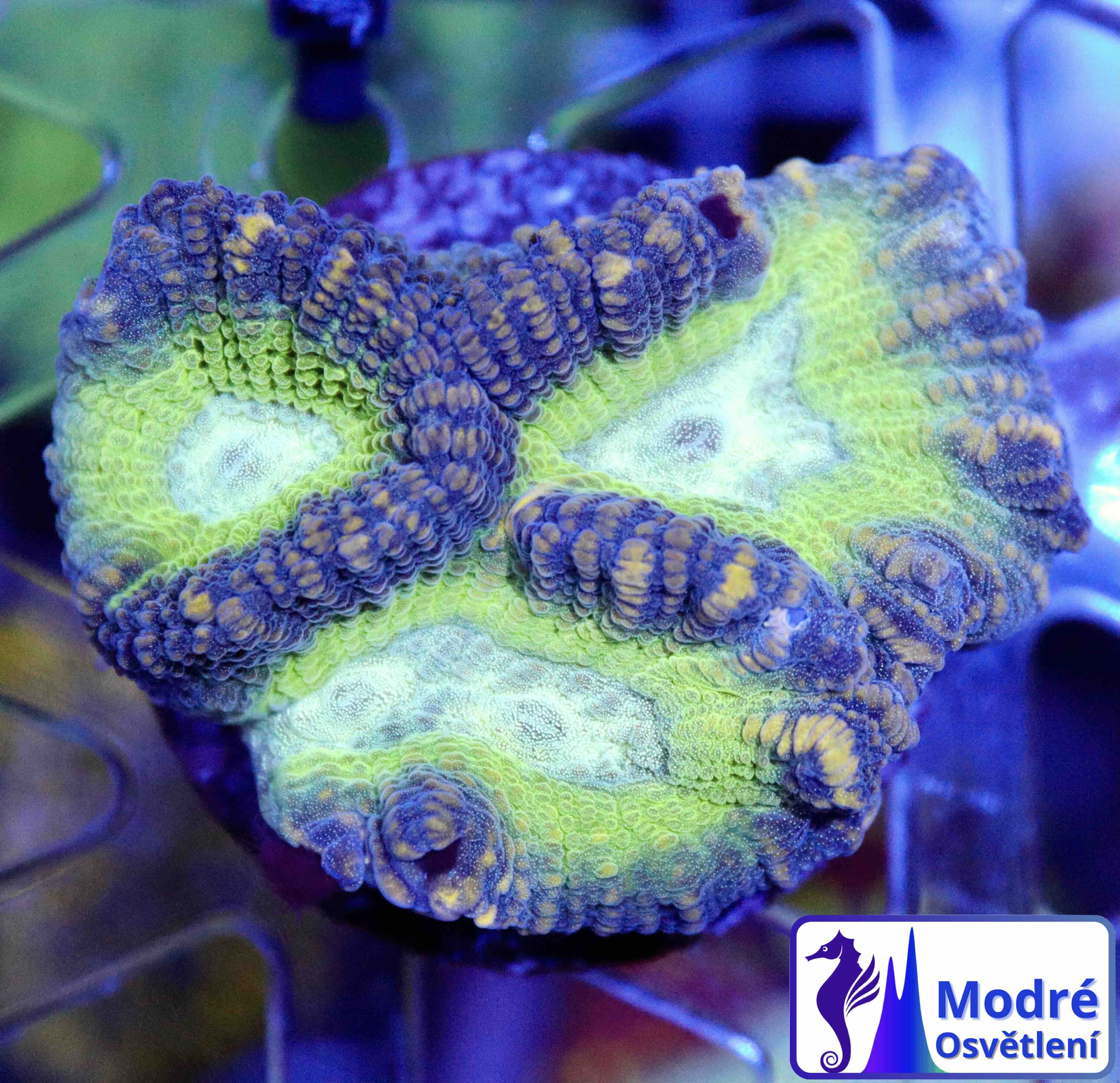 Platygyra Premium Green (M), WYSIWYG5.8