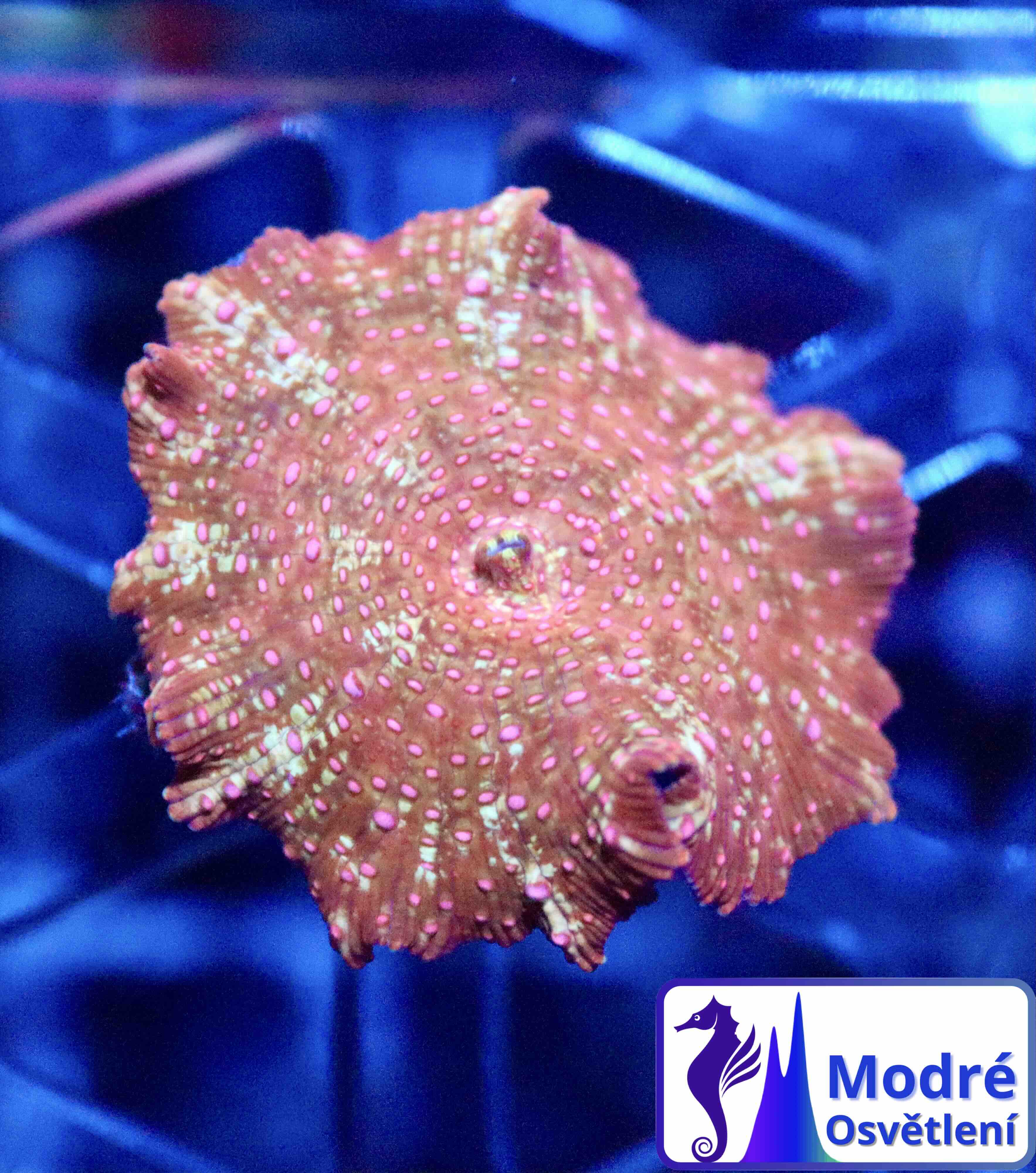 Discosoma Red - Pink Spotted (1 polyp)