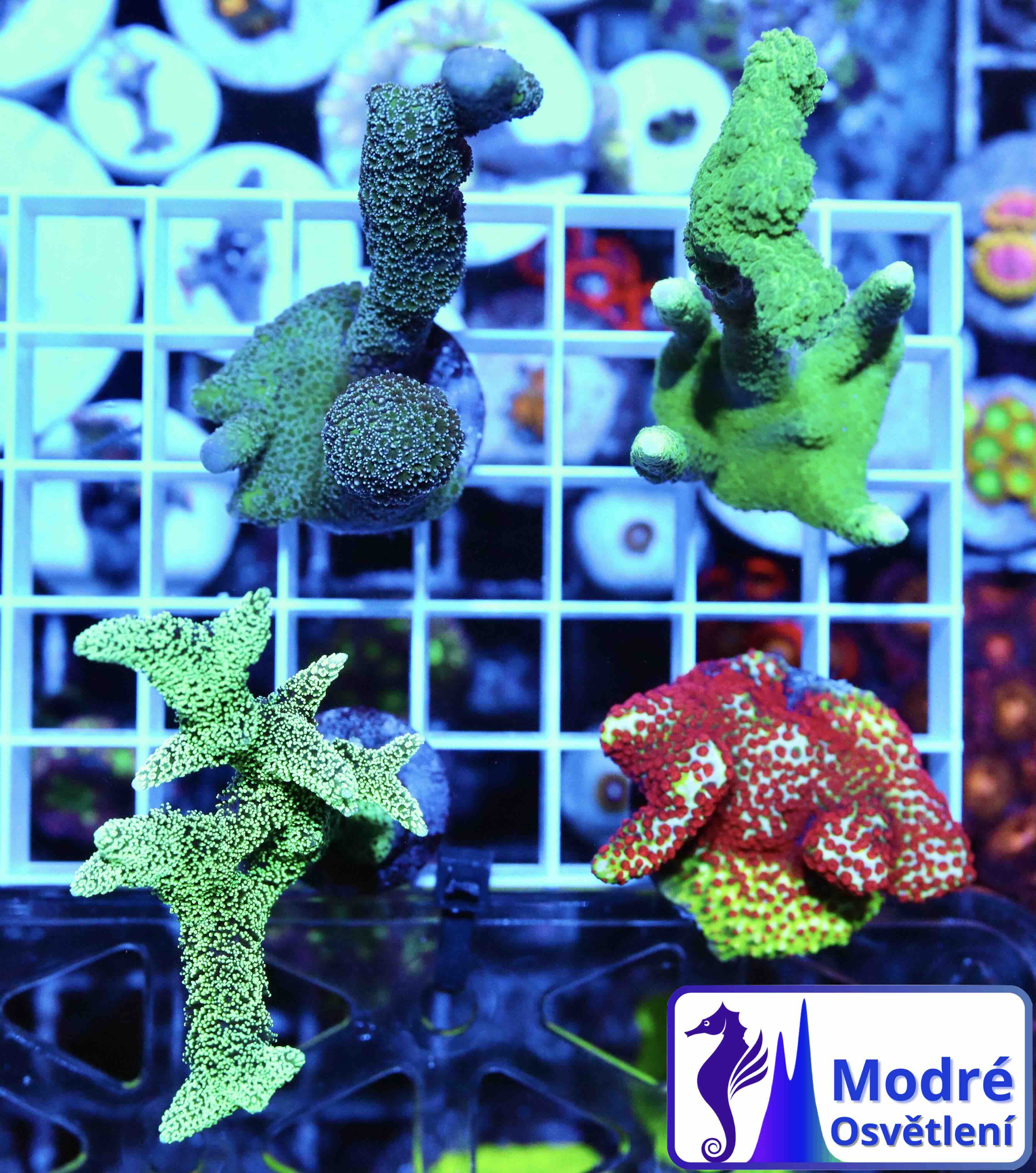 Coral Pack: SPS