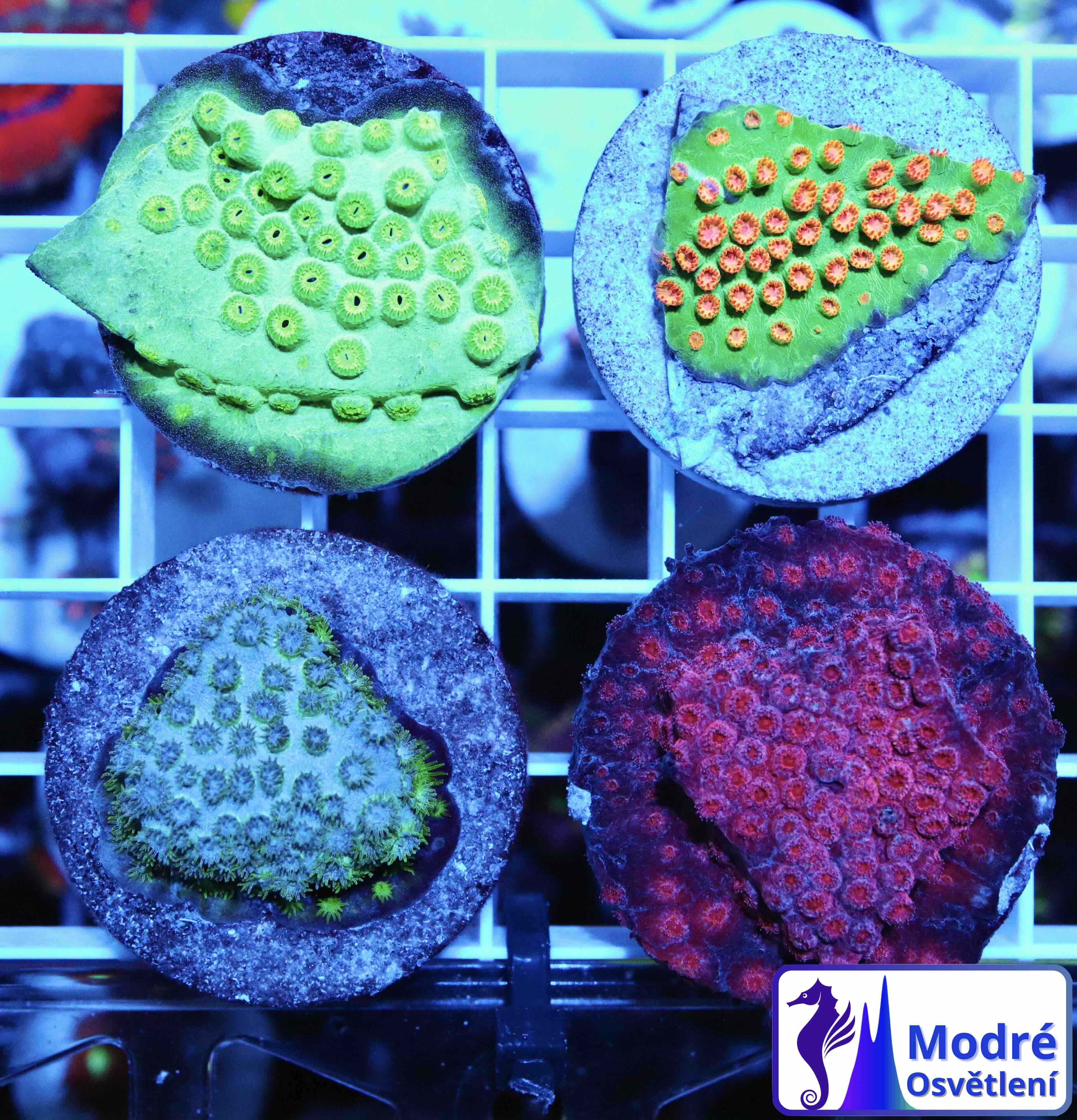 Coral Pack: Cyphastrea